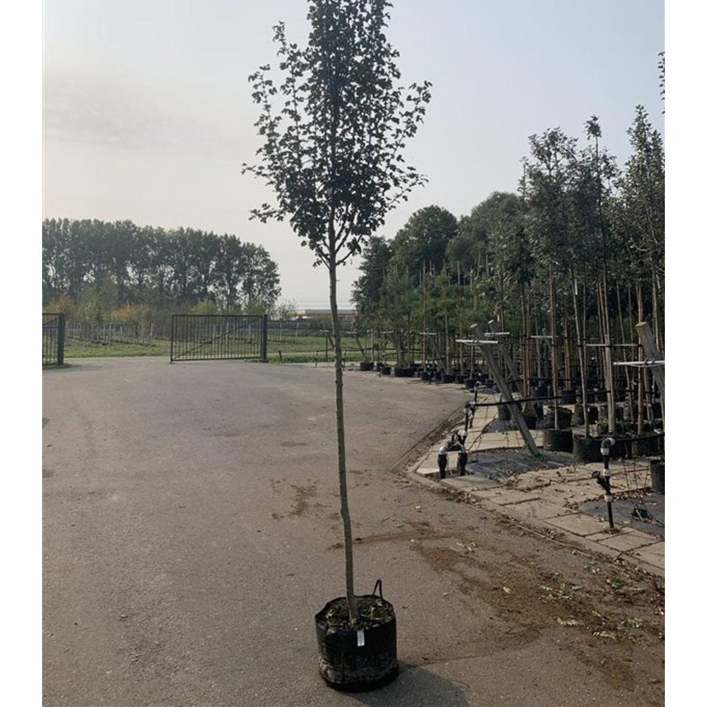 Hagtorn – Crataegus monogyna 'Stricta' - 16/18 RB