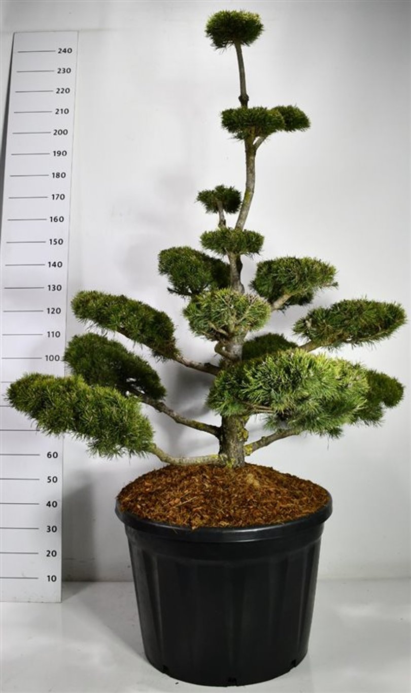 Bergtall – Pinus mugo &
