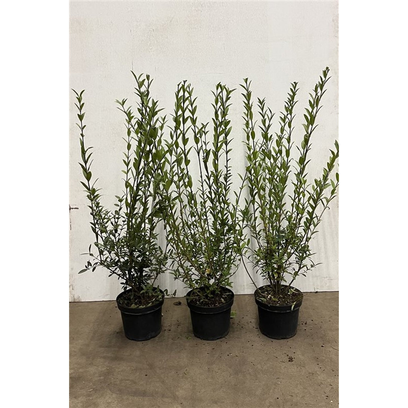 Liguster – Ligustrum vulgare 'Atrovirens' - C5 80-100 CM