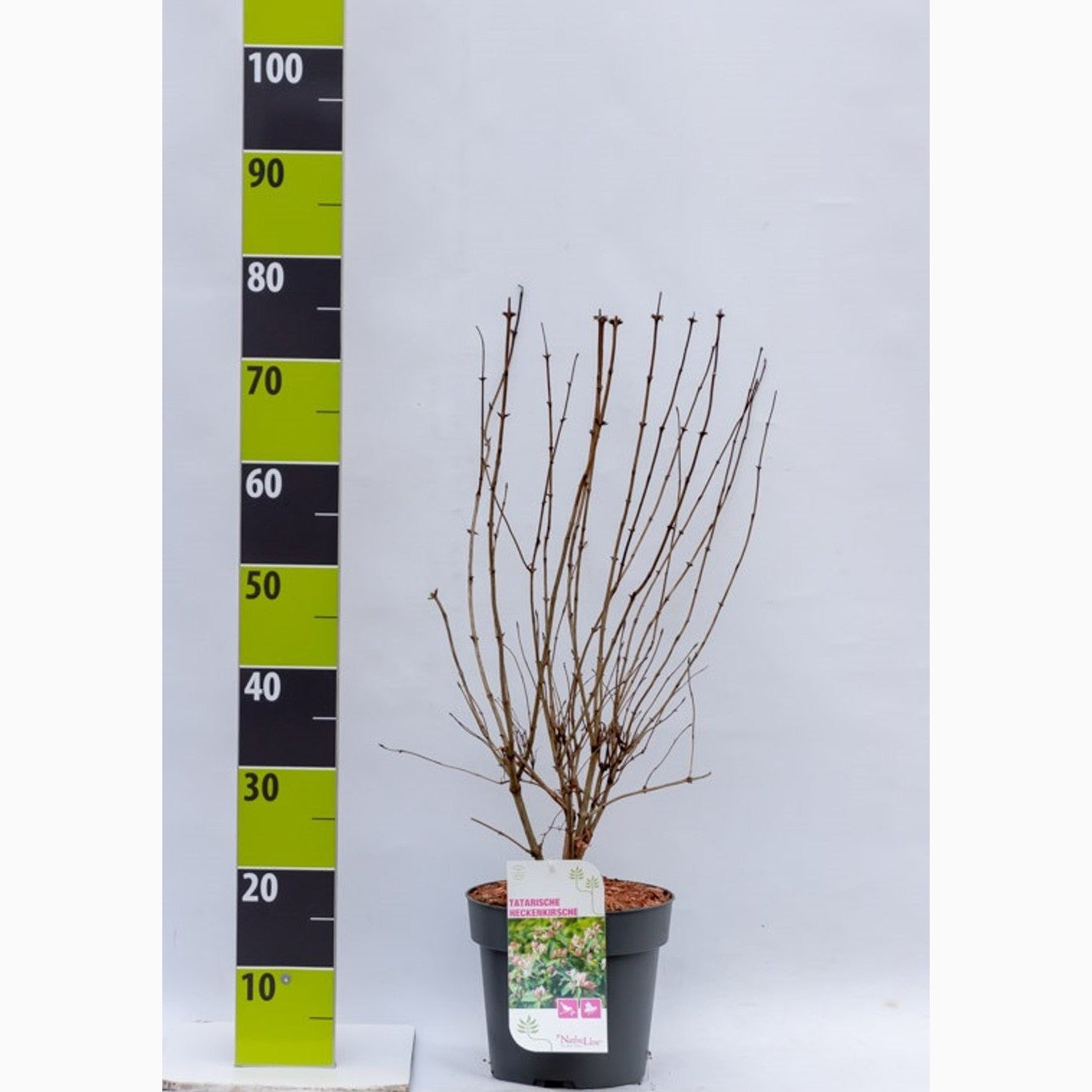 Tartarkaprifol – Lonicera tatarica - C4,6 50-60 CM