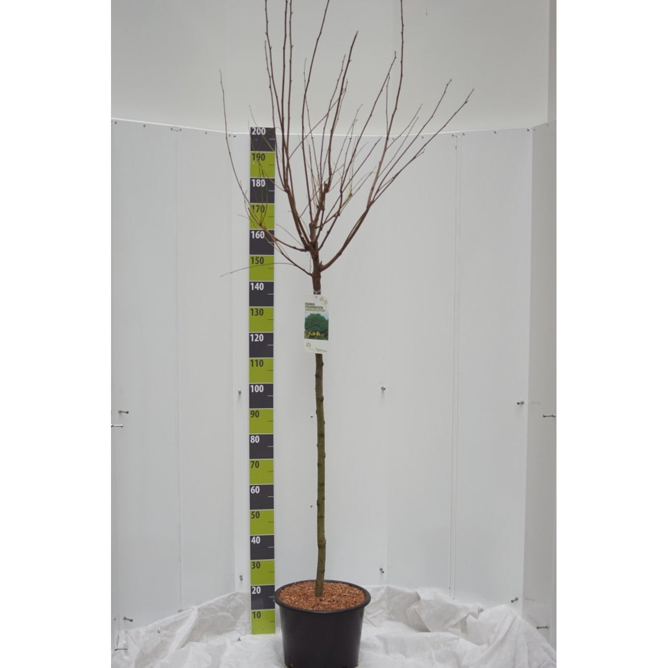 Robinia – Robinia ps. 'Umbraculifera' - 150 CM Stem C20