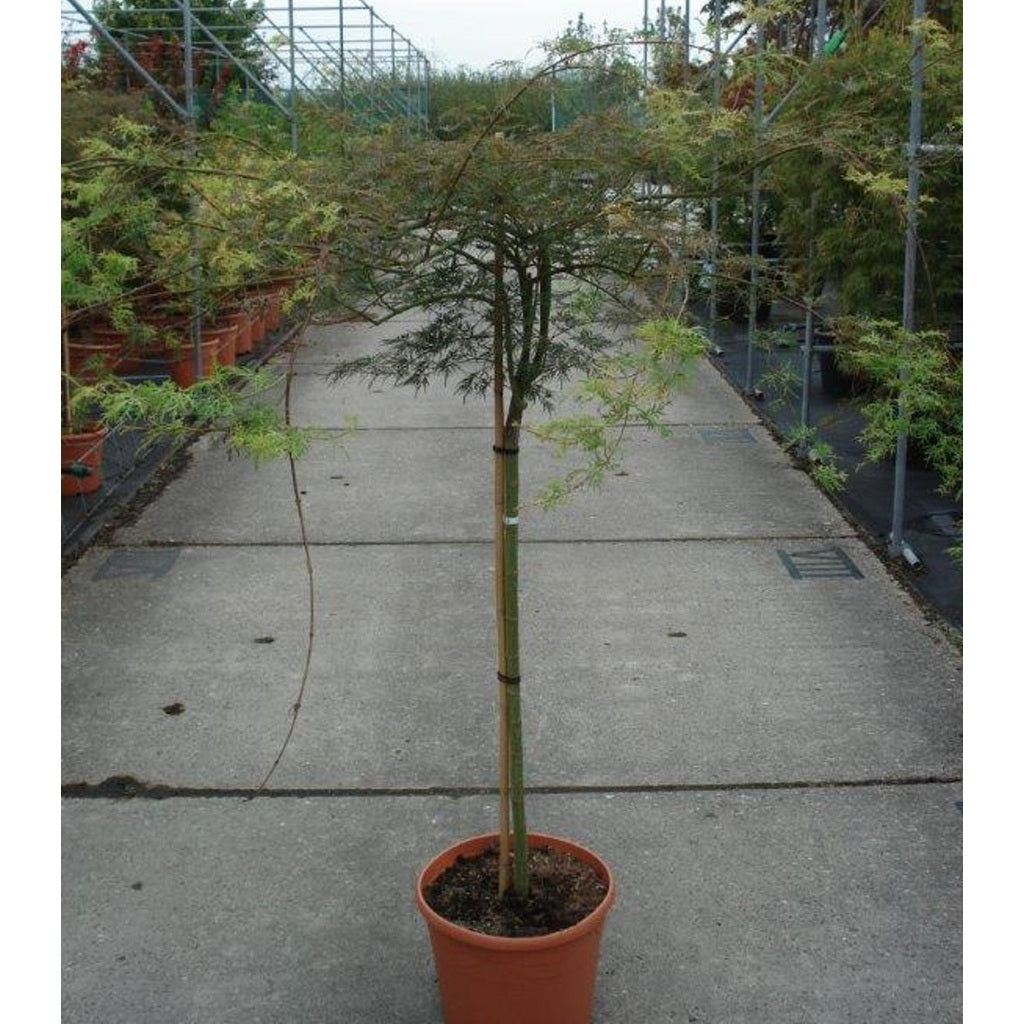Japansk lönn – Acer pal. 'Emerald Lace' - 90 CM Stem C20