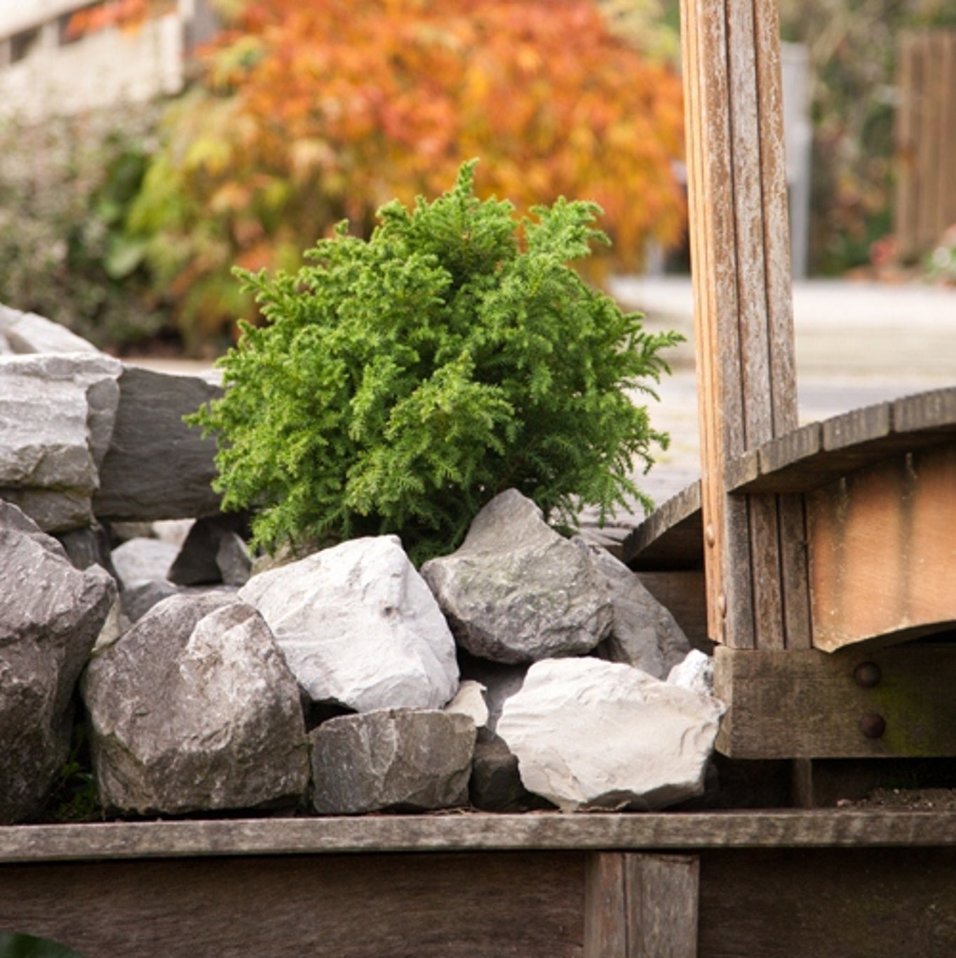 Japansk kryptomeria – Cryptomeria japonica 'Vilmoriniana' - C3 20-25 CM