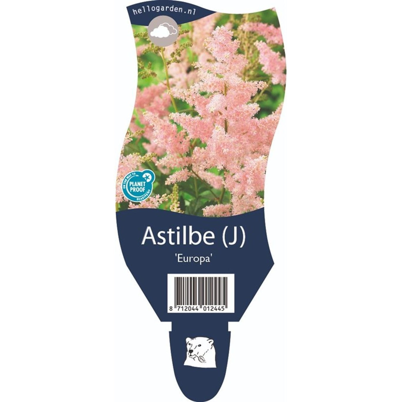Astilbe – Astilbe (J); &
