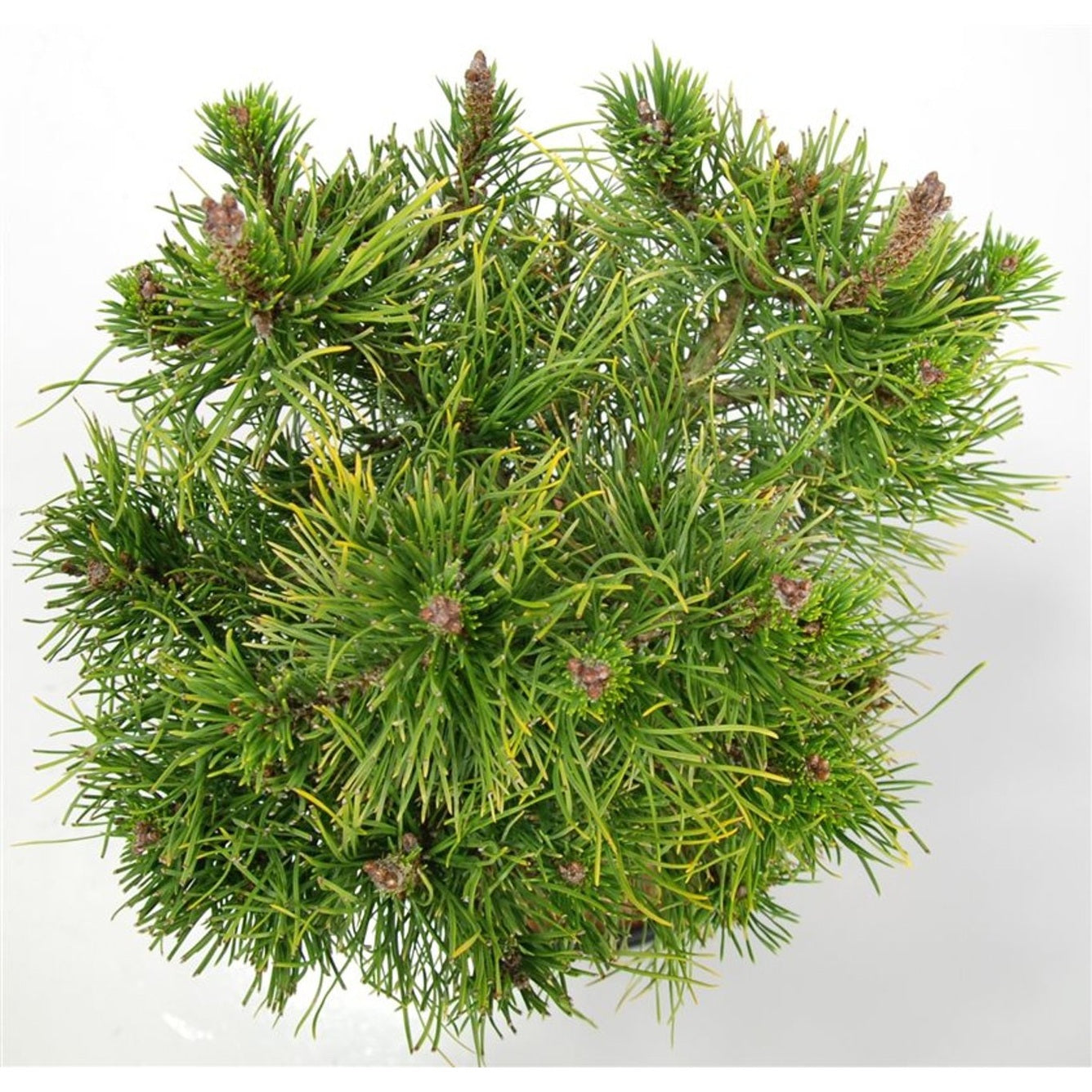 Bergtall – Pinus mugo 'Carsten' - 40 CM Stem C12