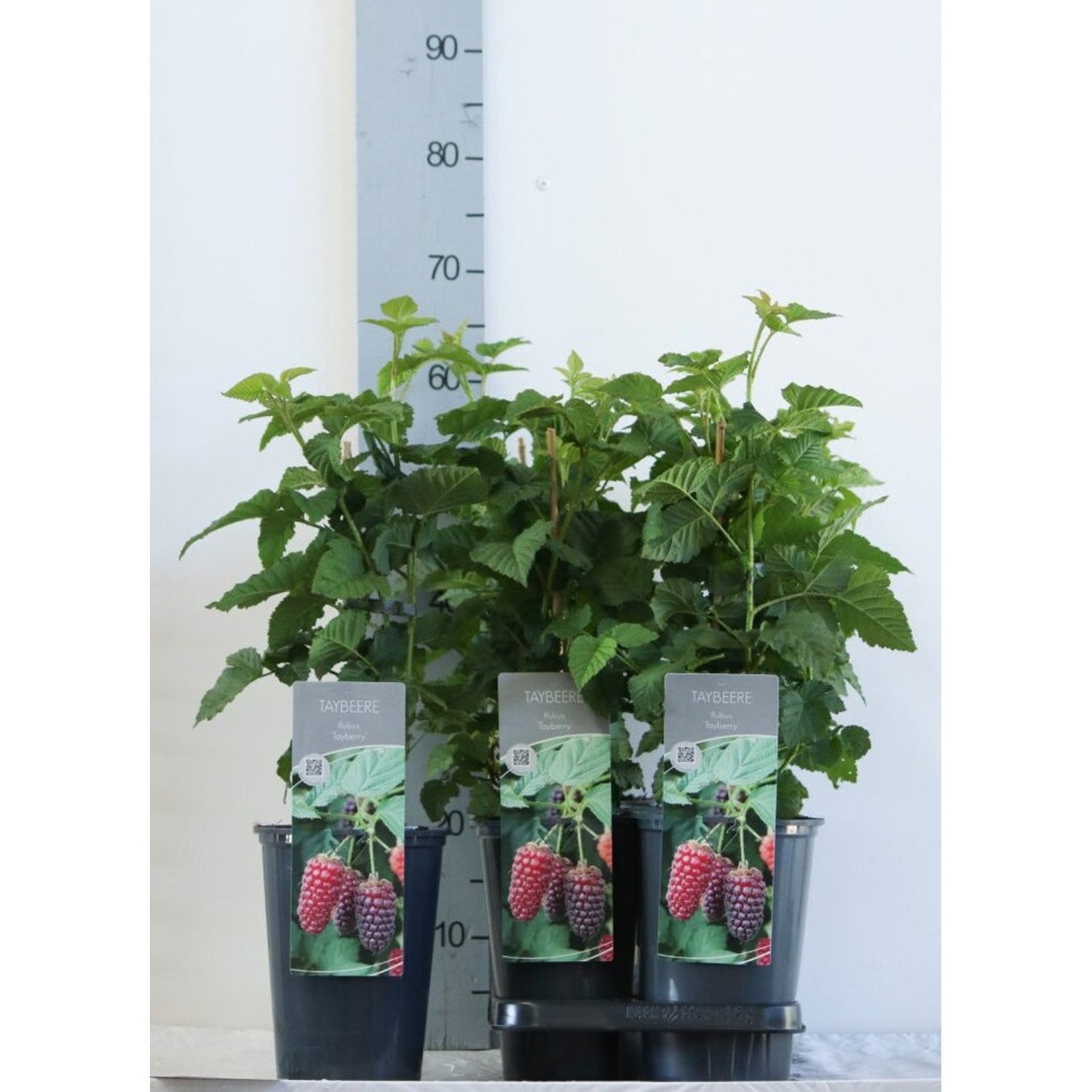 Taybär – Rubus 'Medena Tayberry' - C3 40-60 CM