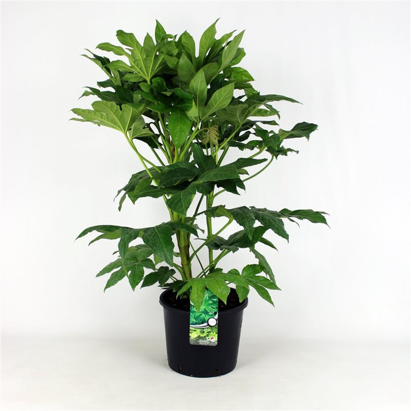 Fatsia – Fatsia japonica - C12