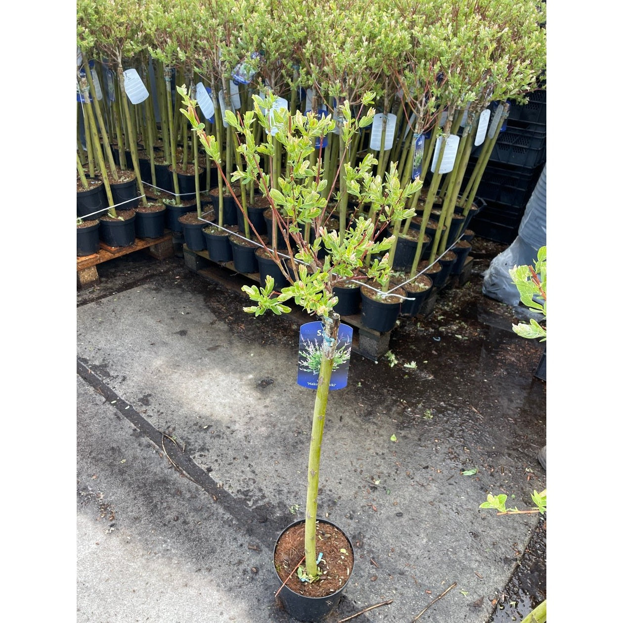 Japansk vide – Salix integra 'Hakuro-nishiki' - 60 CM Stem C3
