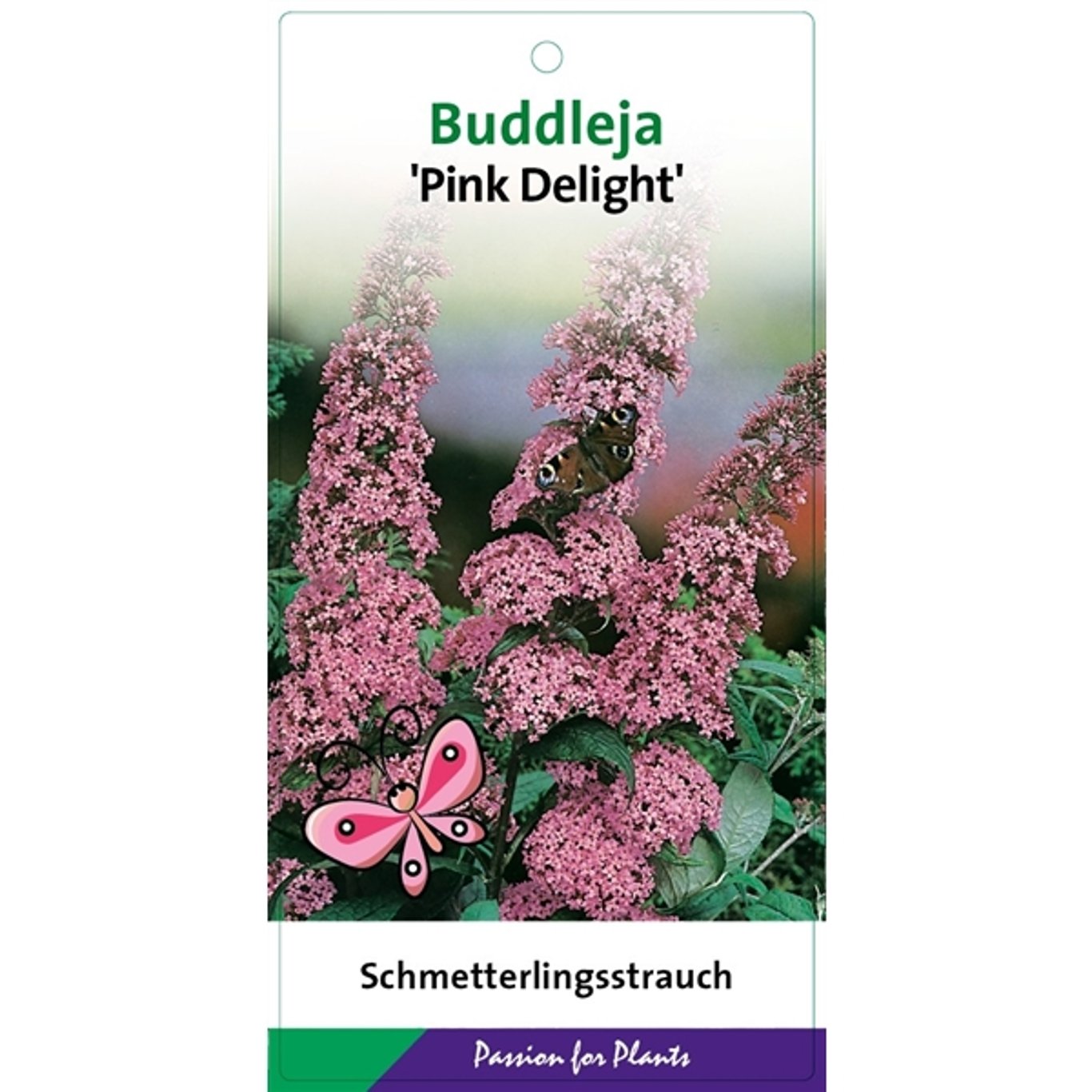 Sommarlilja – Buddleja d. 'Pink Delight' - C3