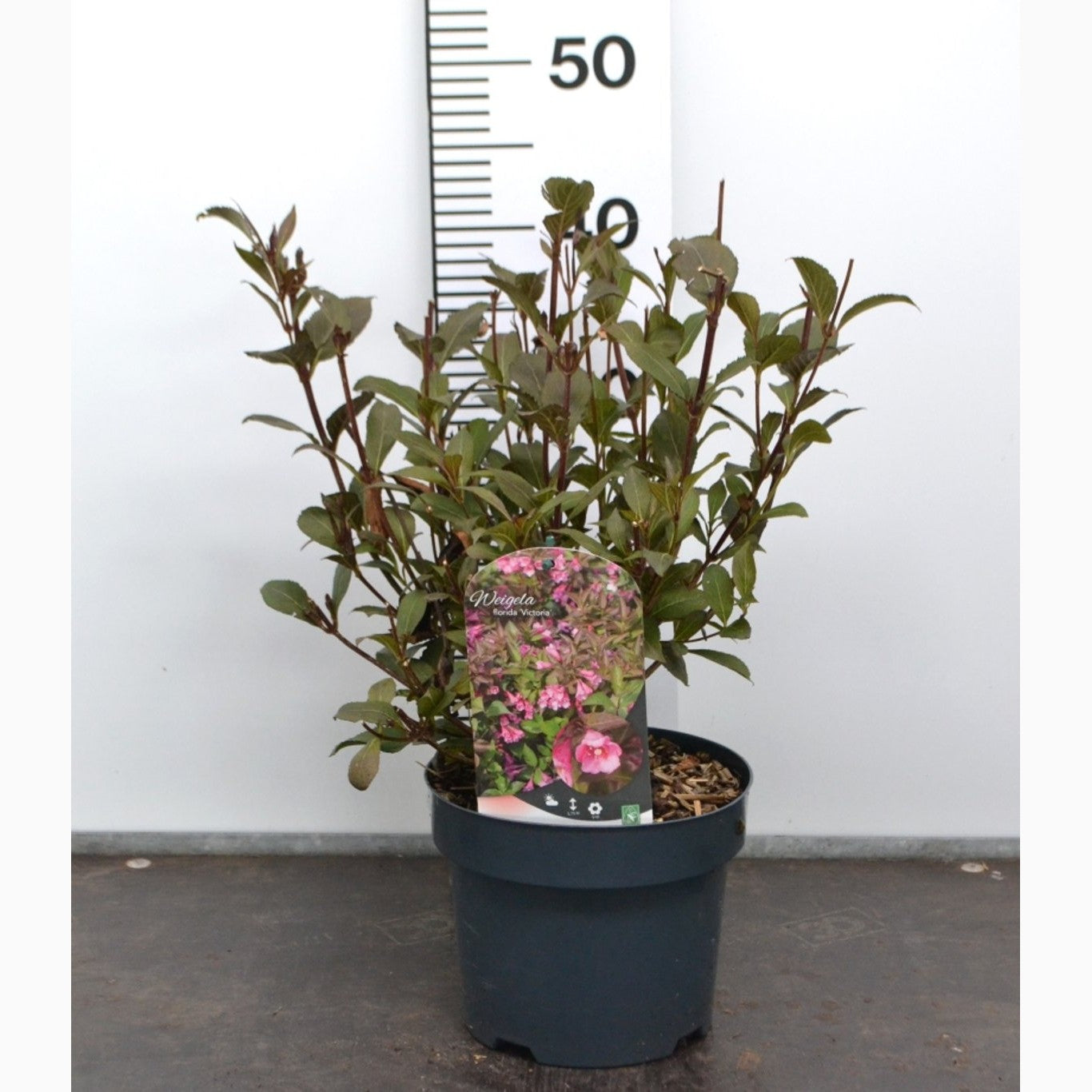 Praktweigela – Weigela florida 'Victoria' - C3 20-40 CM