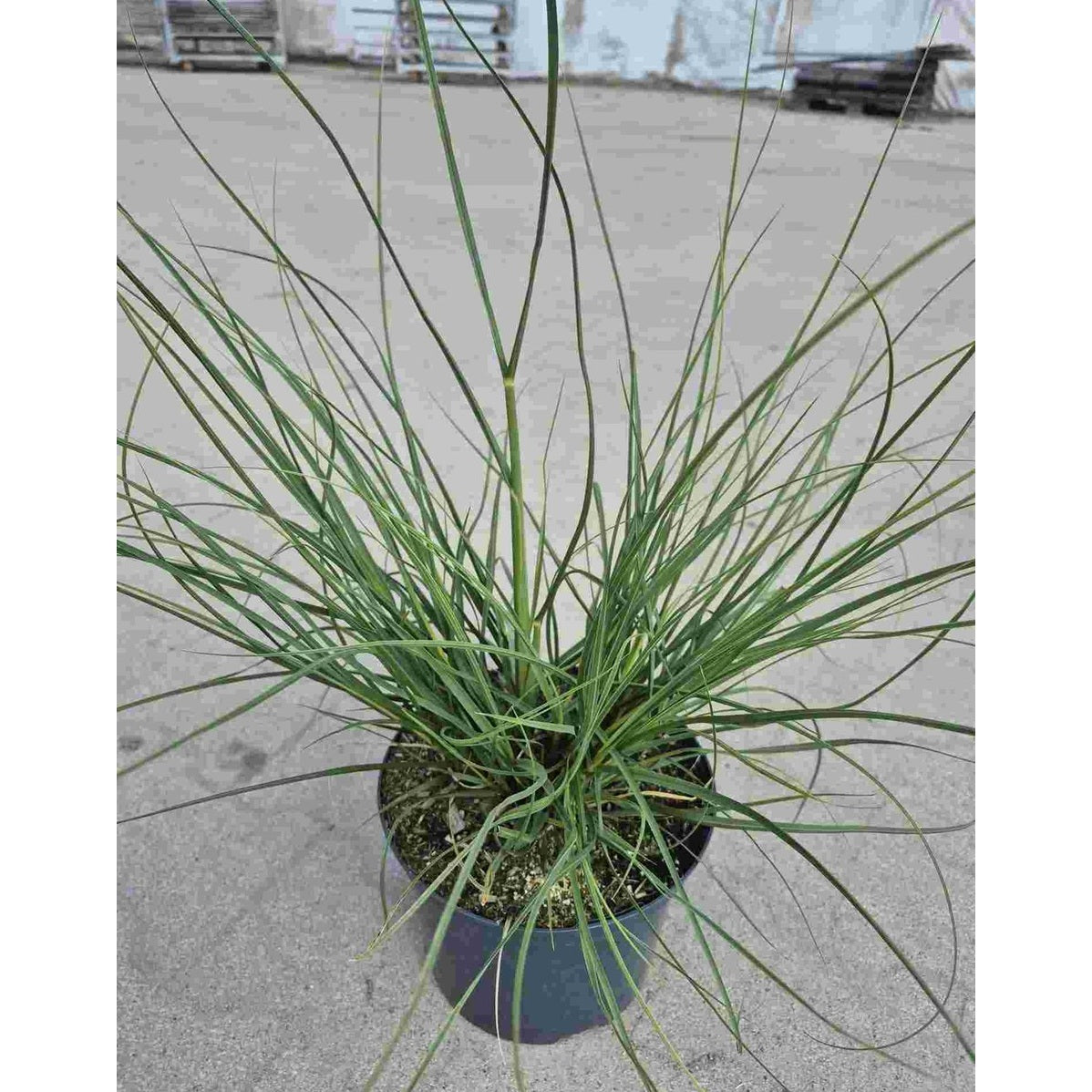 Pampasgräs – Cortaderia selloana 'Tiny Pampa' - C10