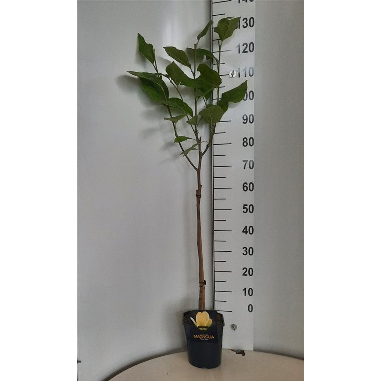 Magnolia – Magnolia 'Yellow River' - 60 CM Stem C5 - 2yr Crown