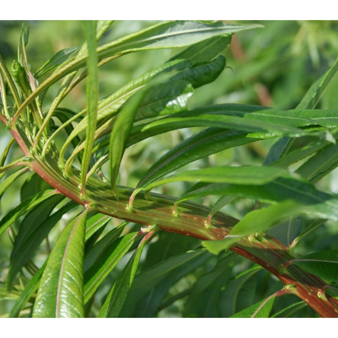 Japansk pil – Salix udensis 'Sekka' - 60-100 CM bare root 0/1 3-5 branche