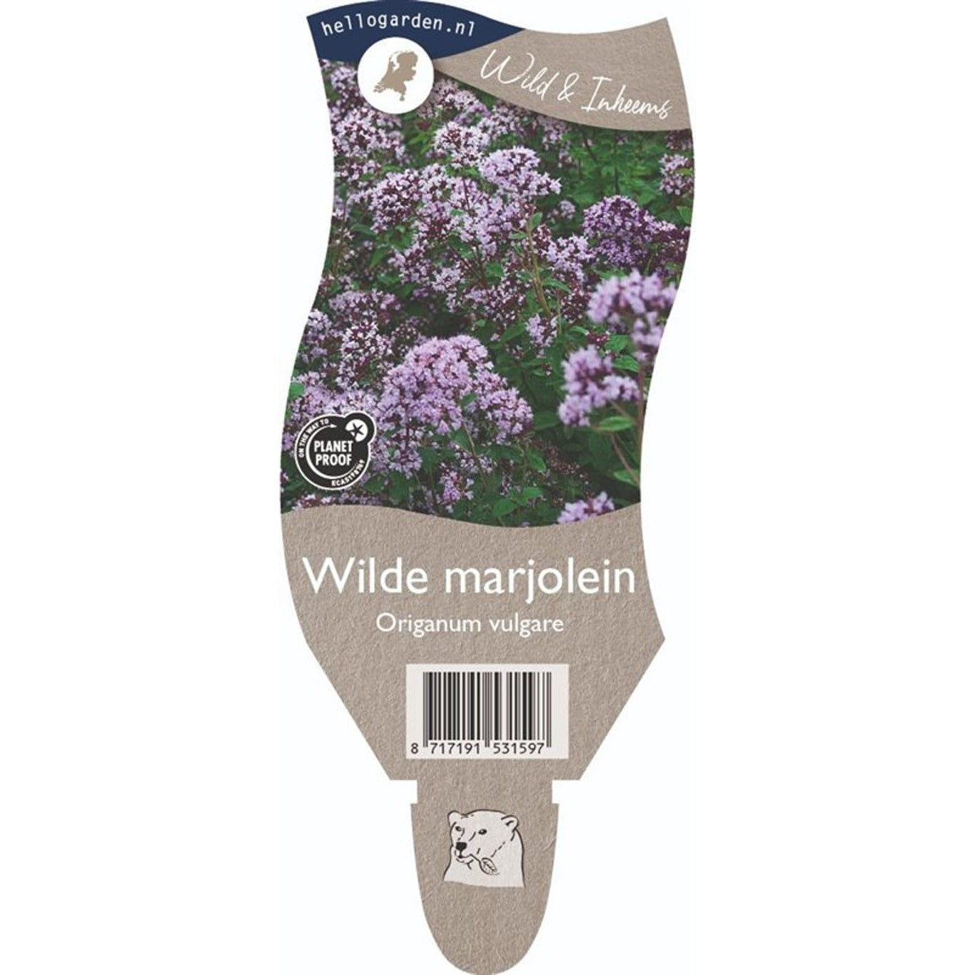 Oregano – Origanum vulgare - P11