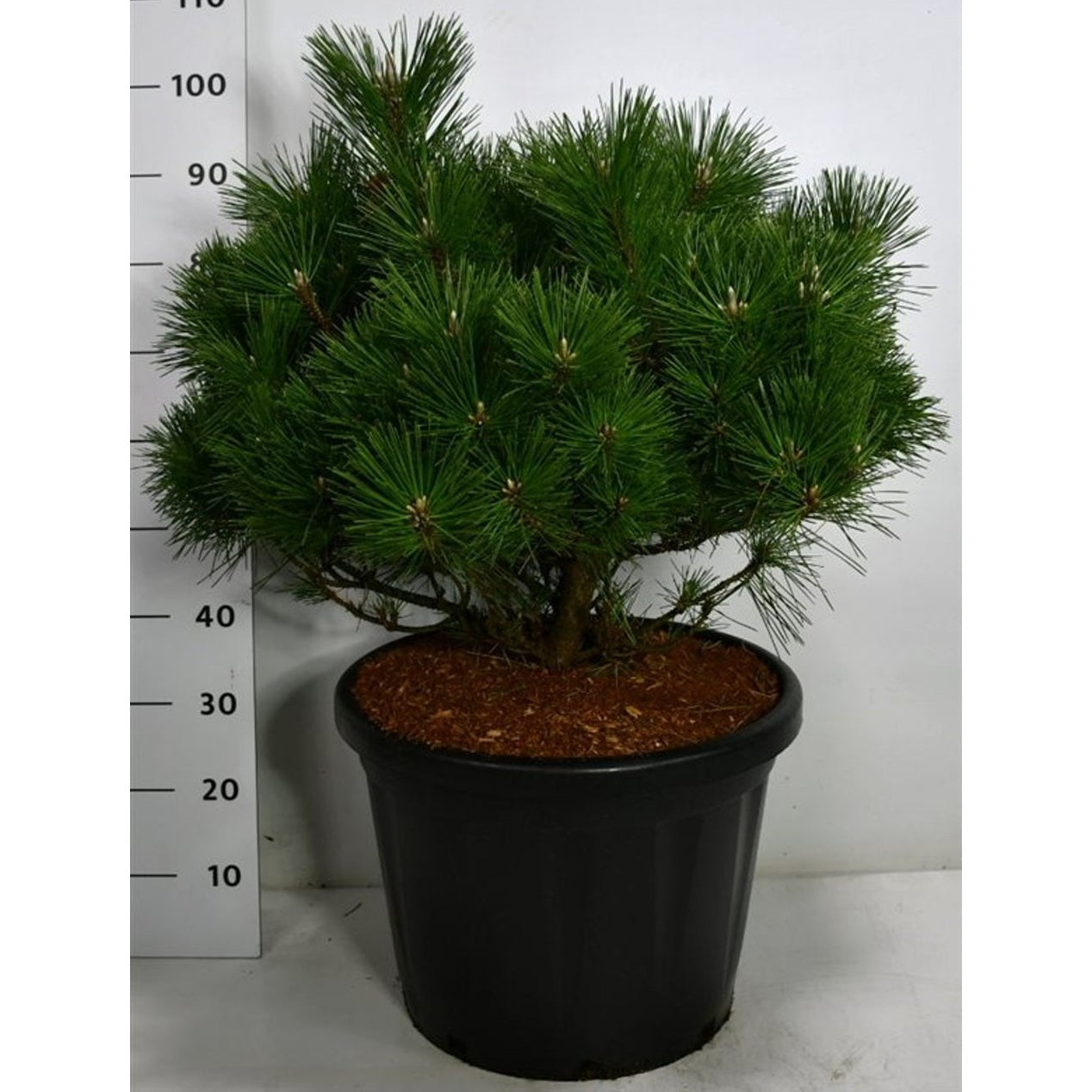 Japansk svarttall – Pinus thunbergii 'Sayonara' - C45 80-90 cm.