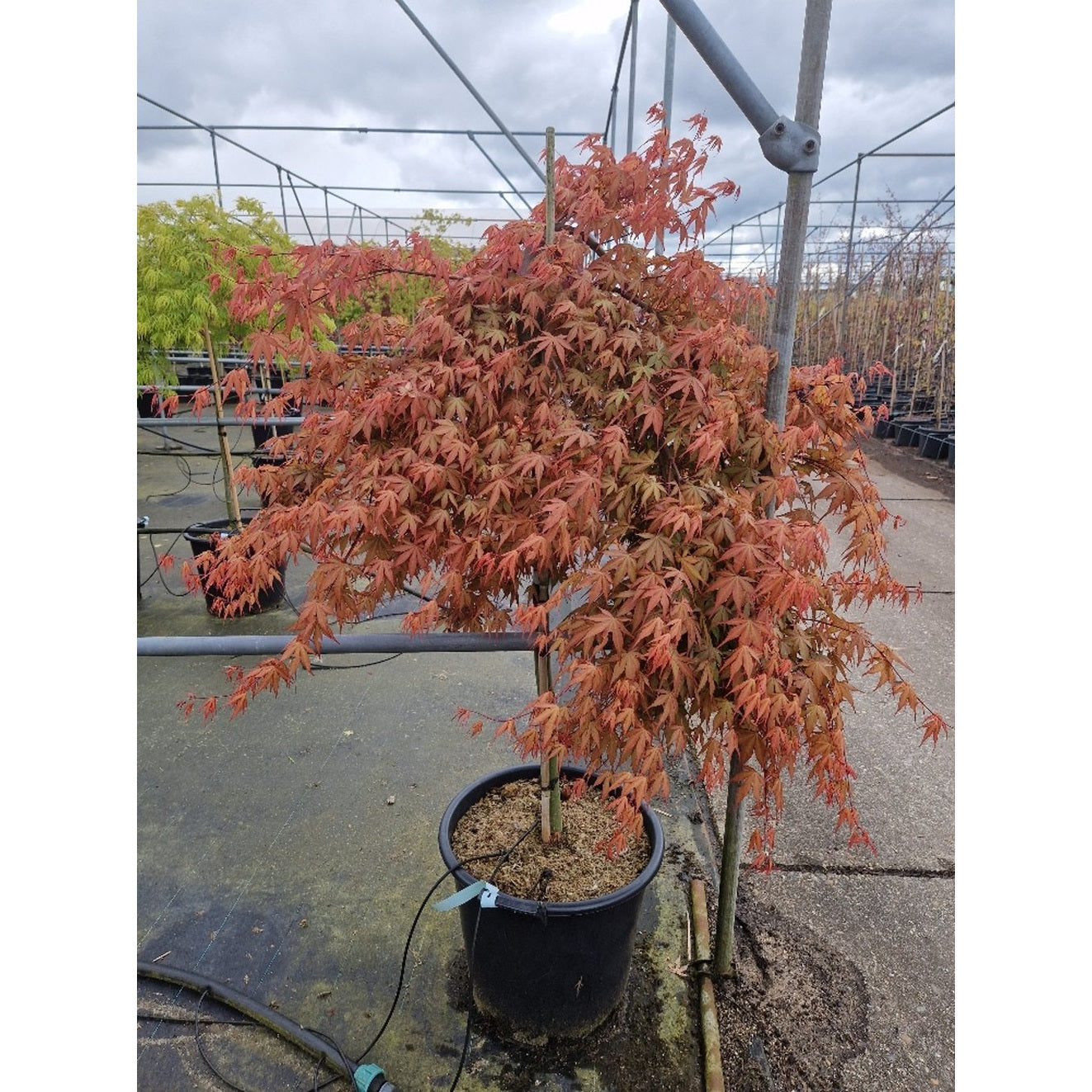 Japansk lönn – Acer pal. Cascade Ruby - 90 CM Stem C30
