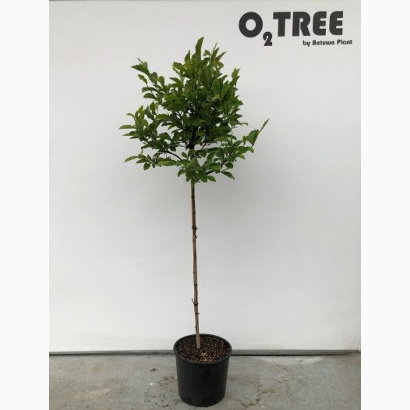 Magnolia – Magnolia 'George Henry Kern' - C10 125-150 CM