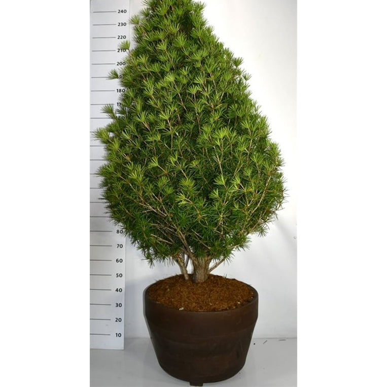 Paraplygran – Sciadopitys verticillata &