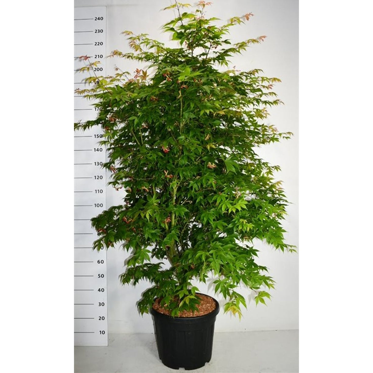 Japansk lönn – Acer palmatum 'Osakazuki' - C45 175-200 cm.