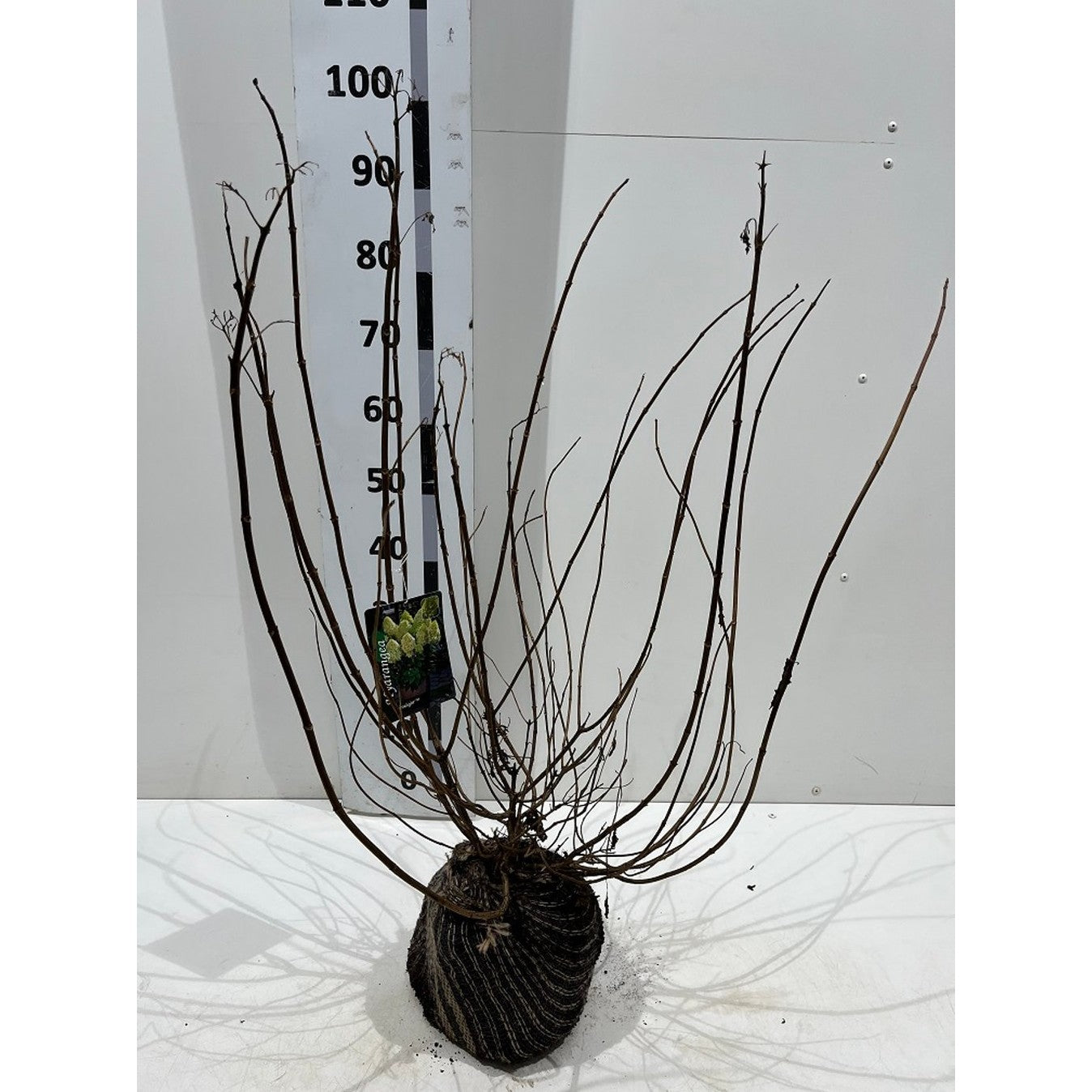 Syrenhortensia – Hydrangea paniculata 'Limelight' - 50-70 CM RB