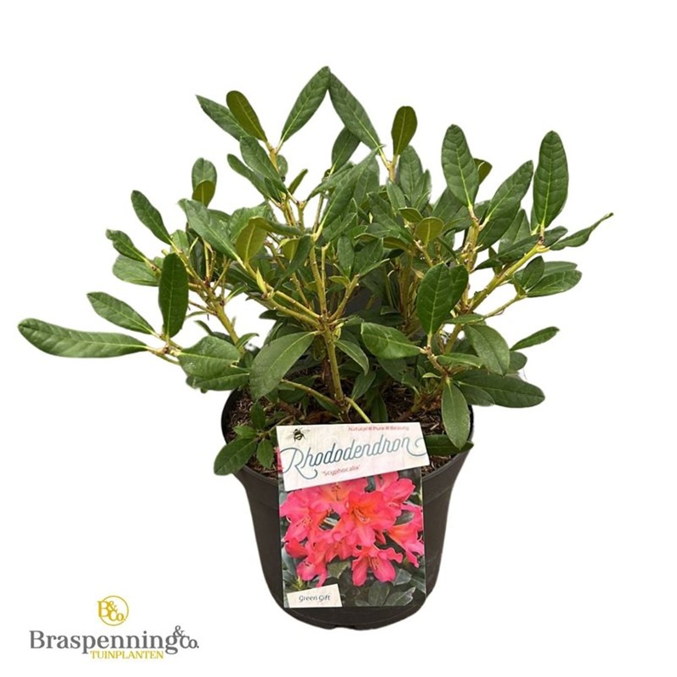 Rhododendron – Rhododendron 'Scyphocalix' - C5 30-40 CM