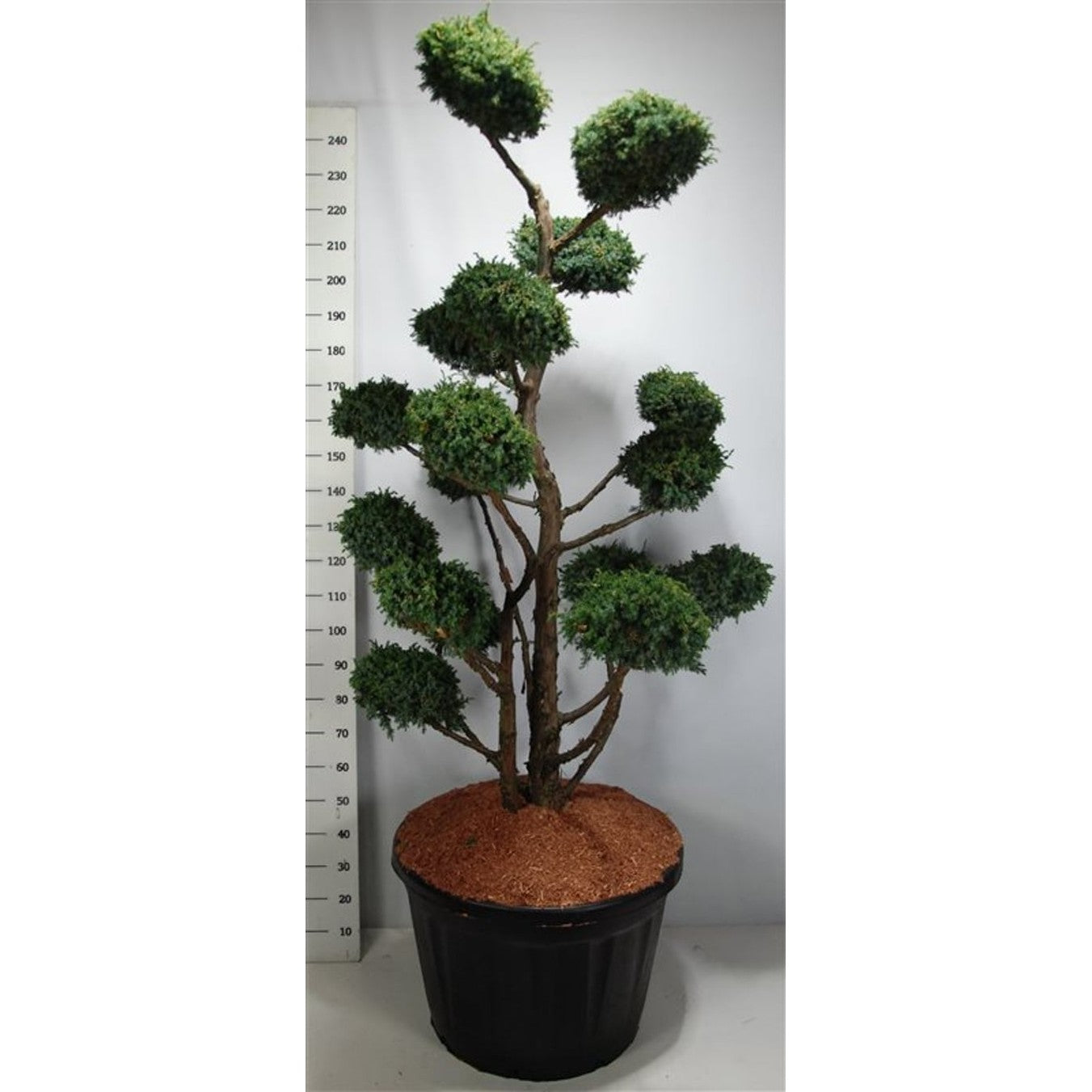 Kinesisk en – Juniperus chinensis 'Blue Alps' - C180 175-200 cm. Bonsai