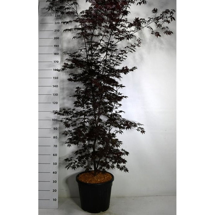 Japansk lönn – Acer palmatum 'Black Lace' - C35 175-200 cm.