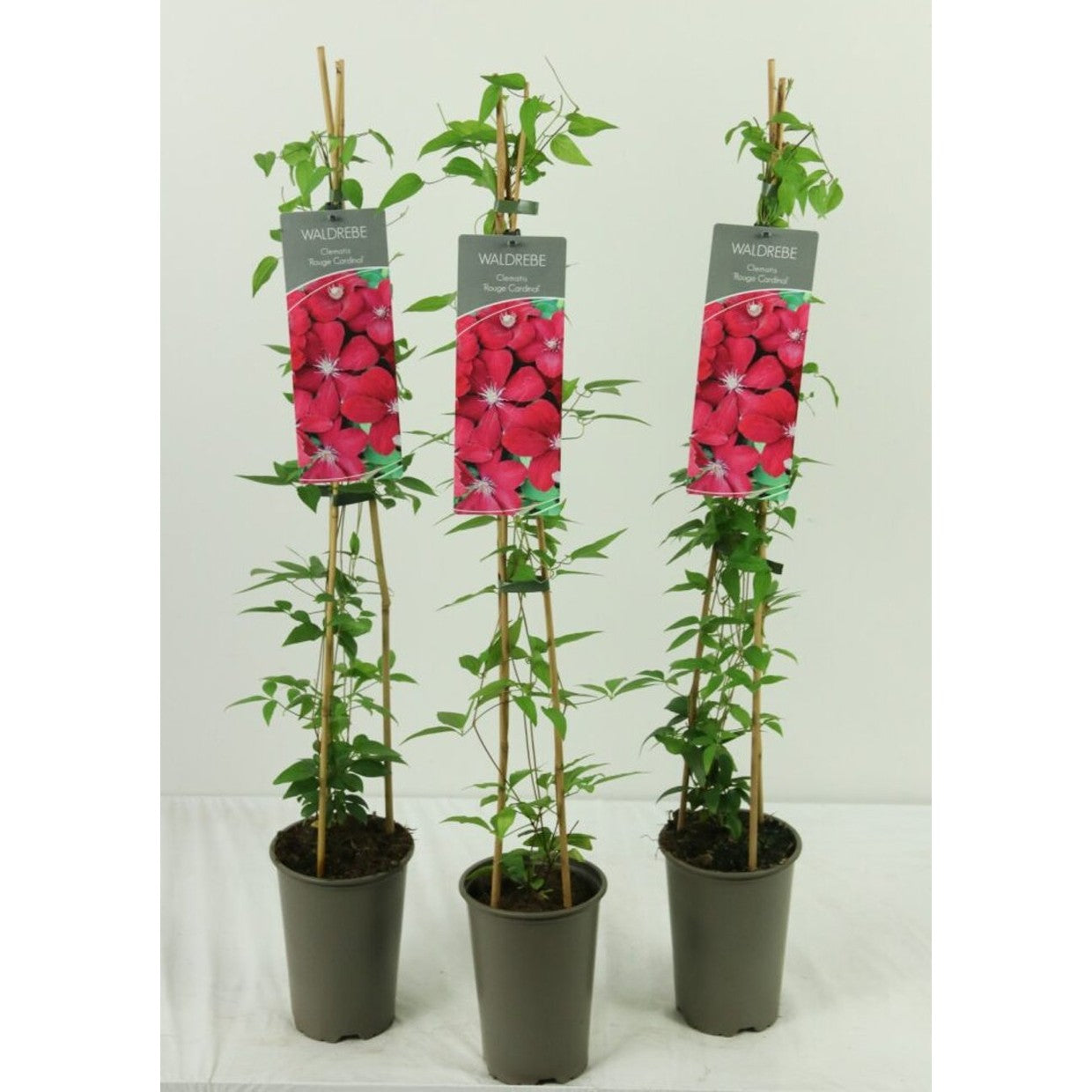 Klematis – Clematis 'Rouge Cardinal' - C2 60-80 CM Stick