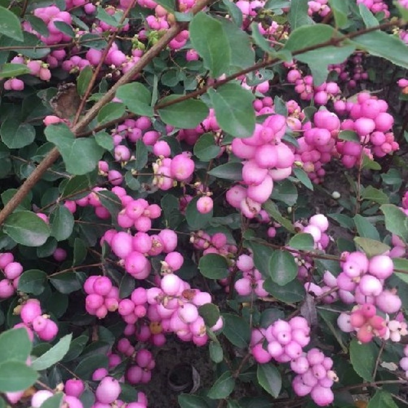 Snöbär – Symphoricarpos doorenbosii 'Mother of Pearl' - 60-90 CM bare root 0/2 3-4 branche