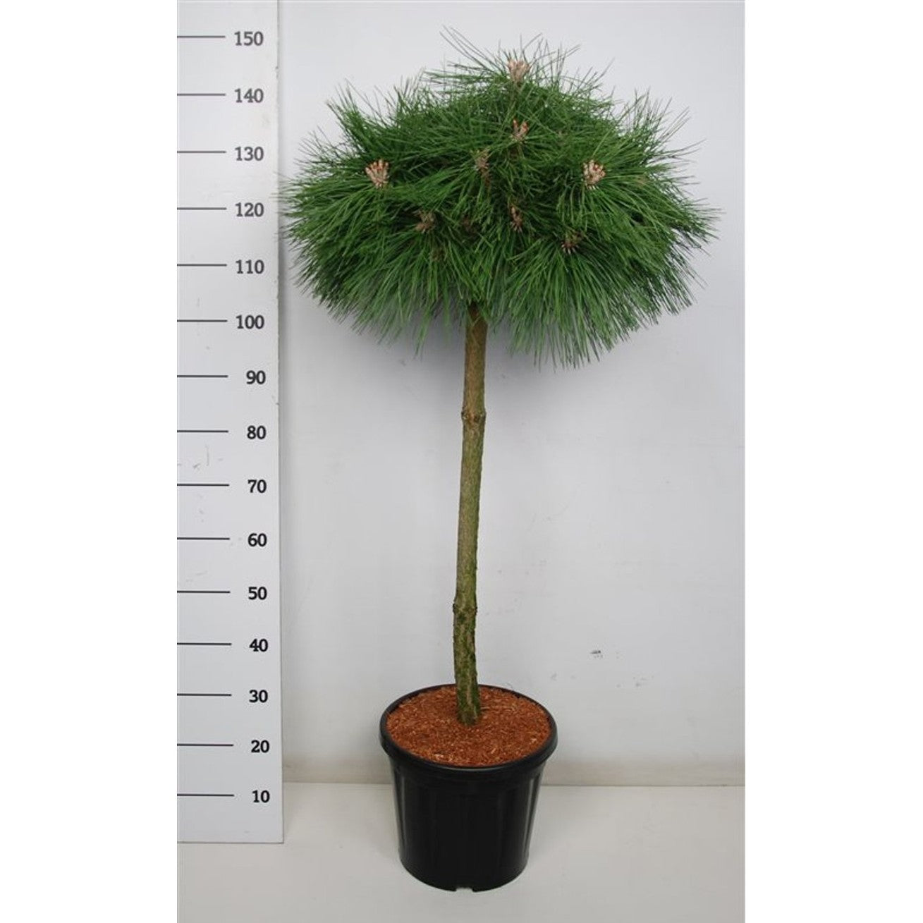 Svarttall – Pinus nigra 'Pierrick Brégeon' - 80 CM Stem C20