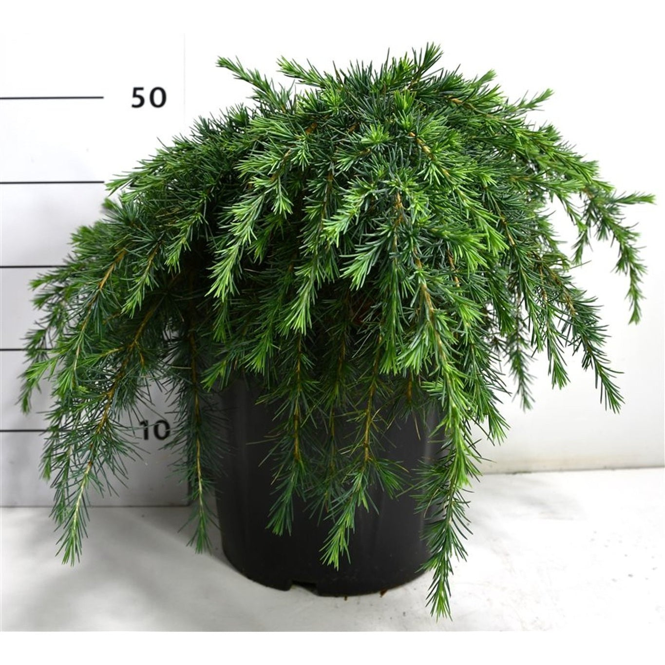 Himalayaceder – Cedrus deodara 'Feelin' Blue' - C18 40-50 cm.