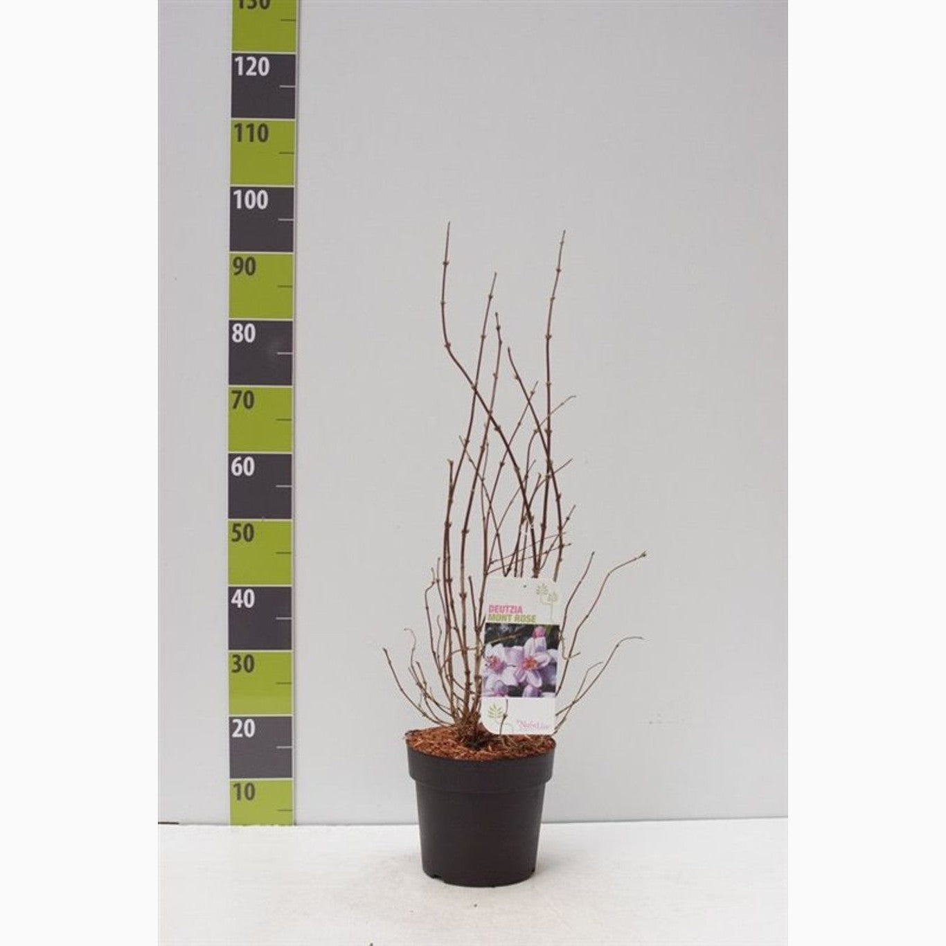 Riddarsporre – Delphinium Highlander Mystery Sensation - C4,6 50-60 CM