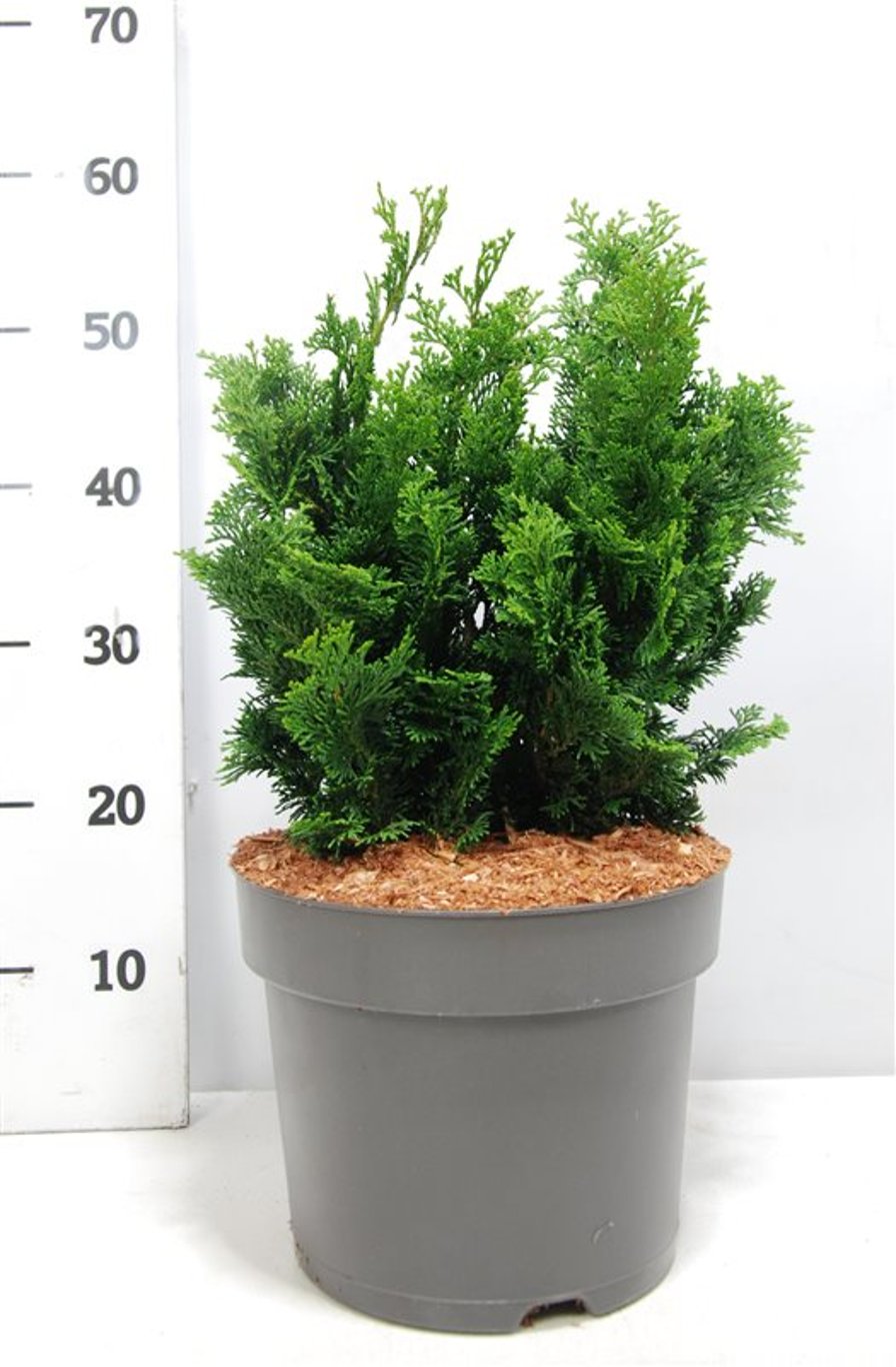 Ädelcypress – Chamaecyparis obtusa &
