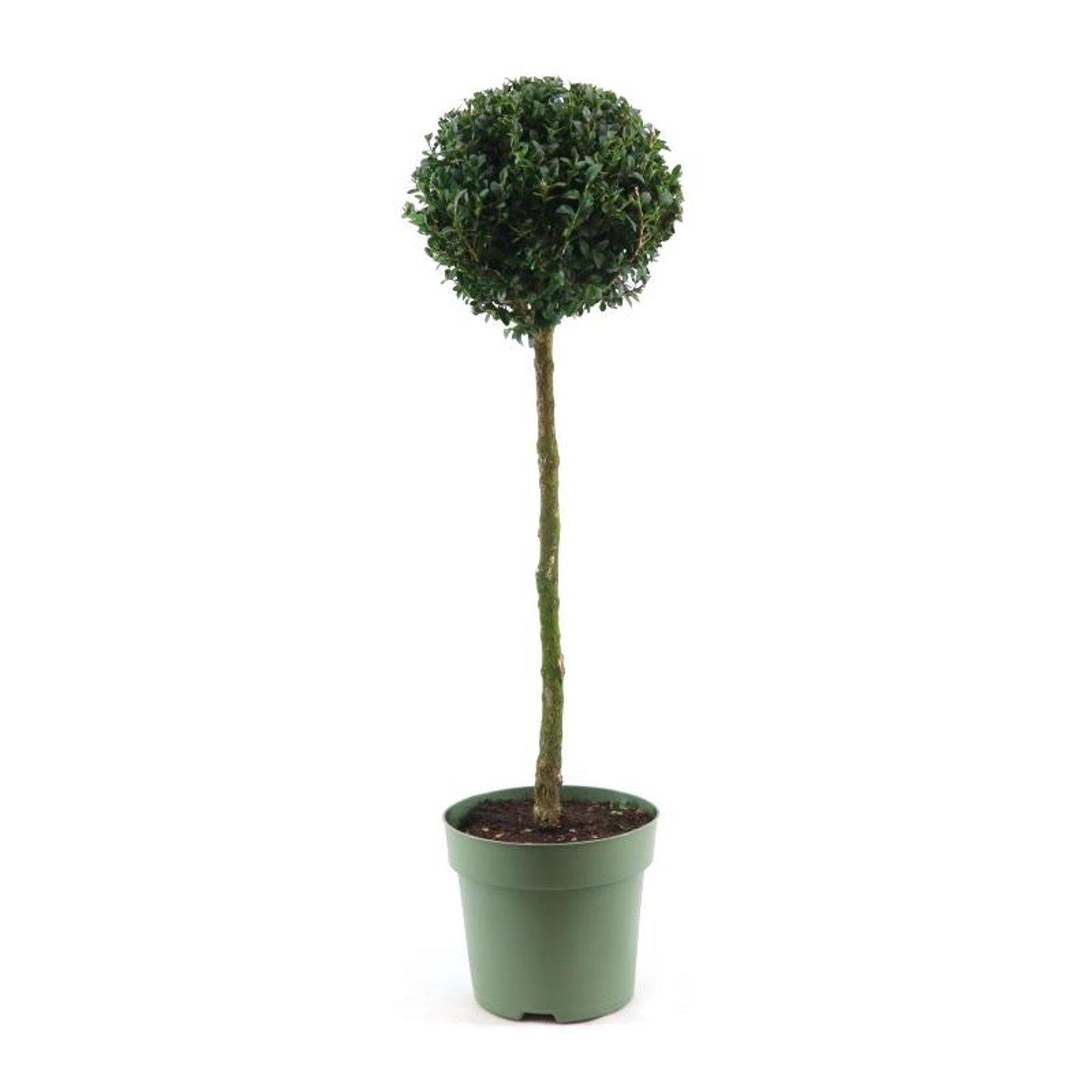 Buxbom – Buxus sempervirens - 40 CM Stem C5
