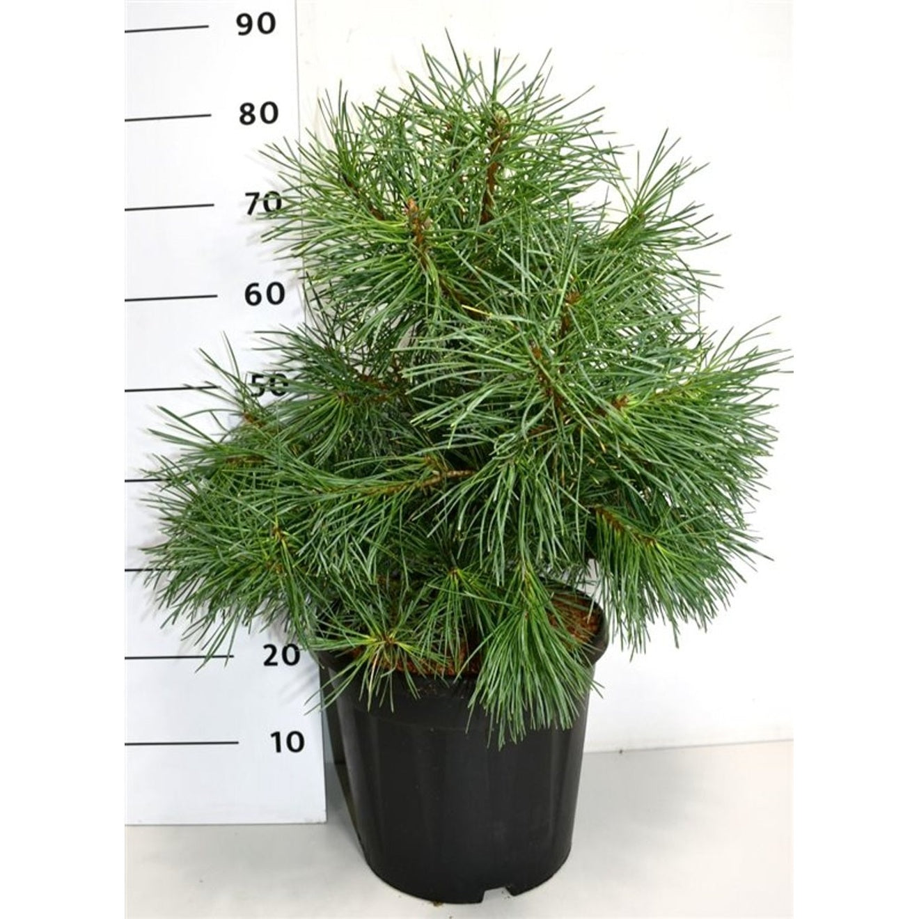 Tall – Pinus sylvestris &