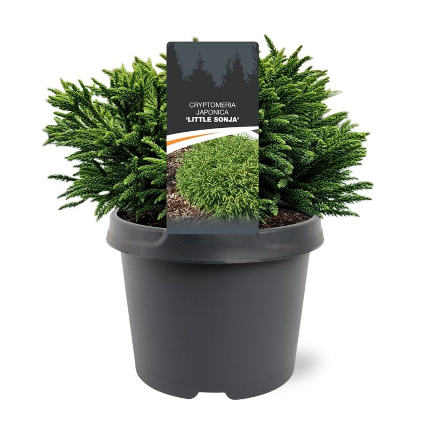 Japansk kryptomeria – Cryptomeria japonica 'Little Sonja' - C3 20-25 CM