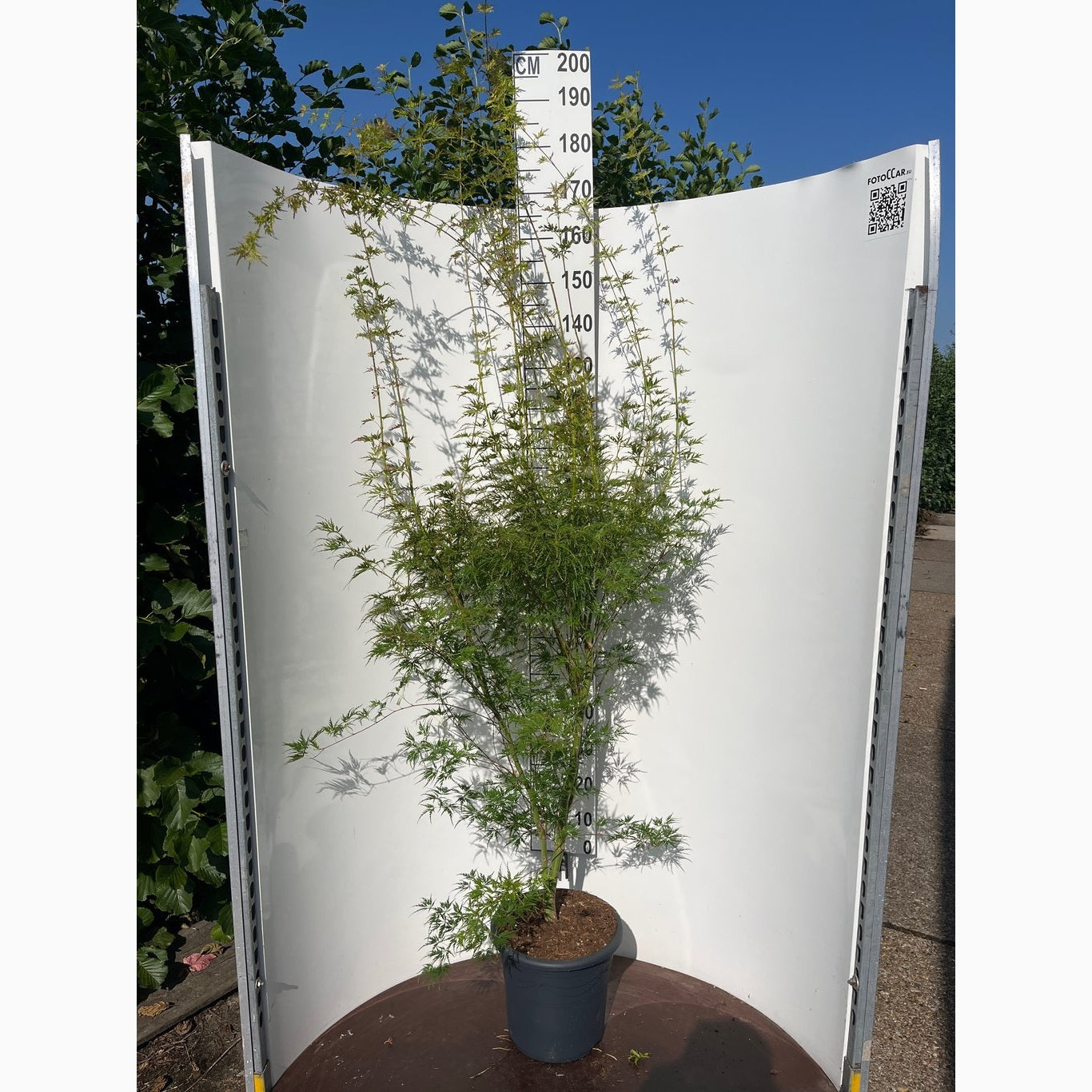 Japansk lönn – Acer pal. 'Seiryu' - C15 100-125 CM