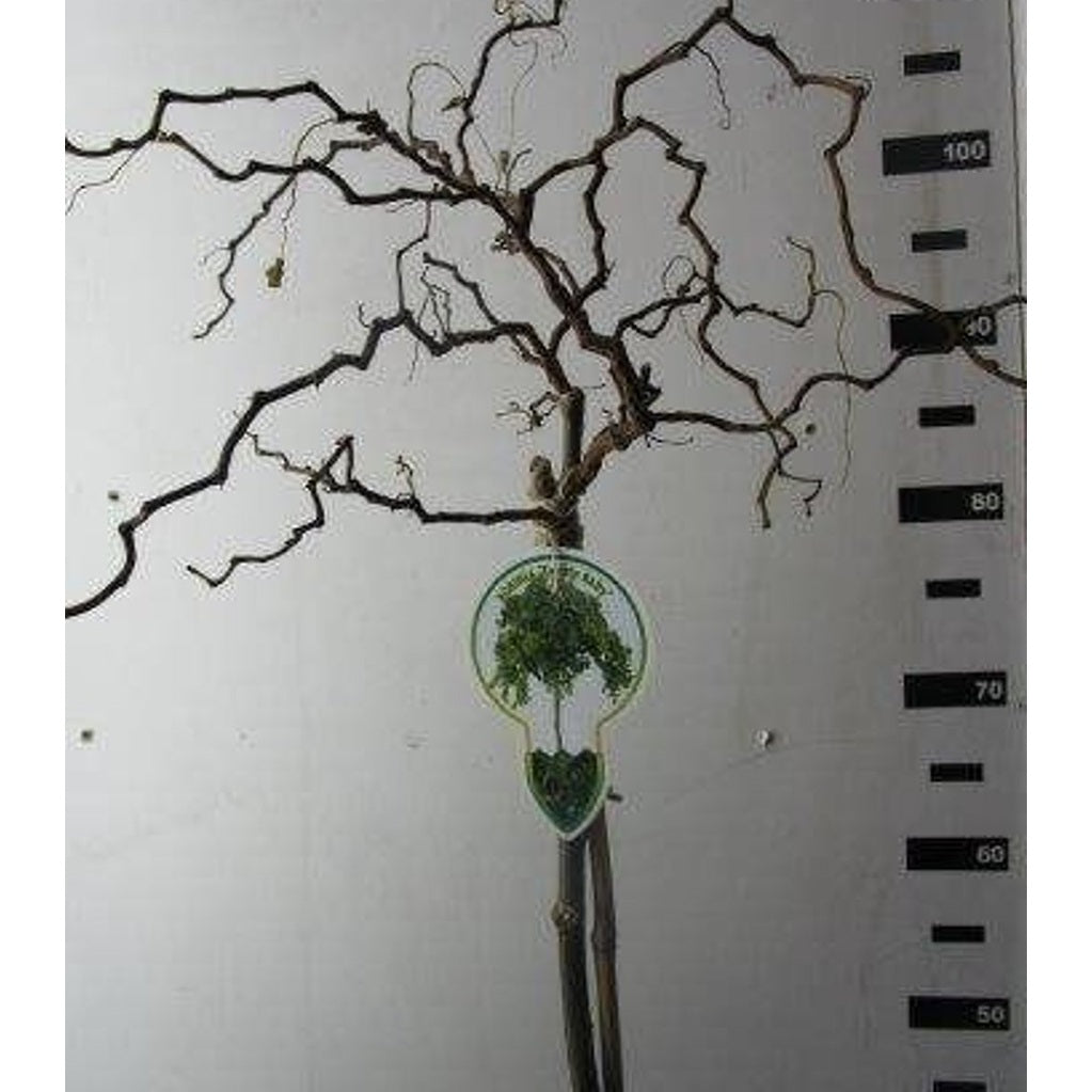 Robinia – Robinia ps. 'Twisty Baby' - 120 CM Stem C7.5