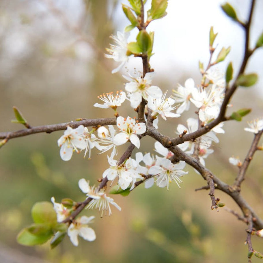 Slån – Prunus spinosa - 40-60 CM barrot 1/1