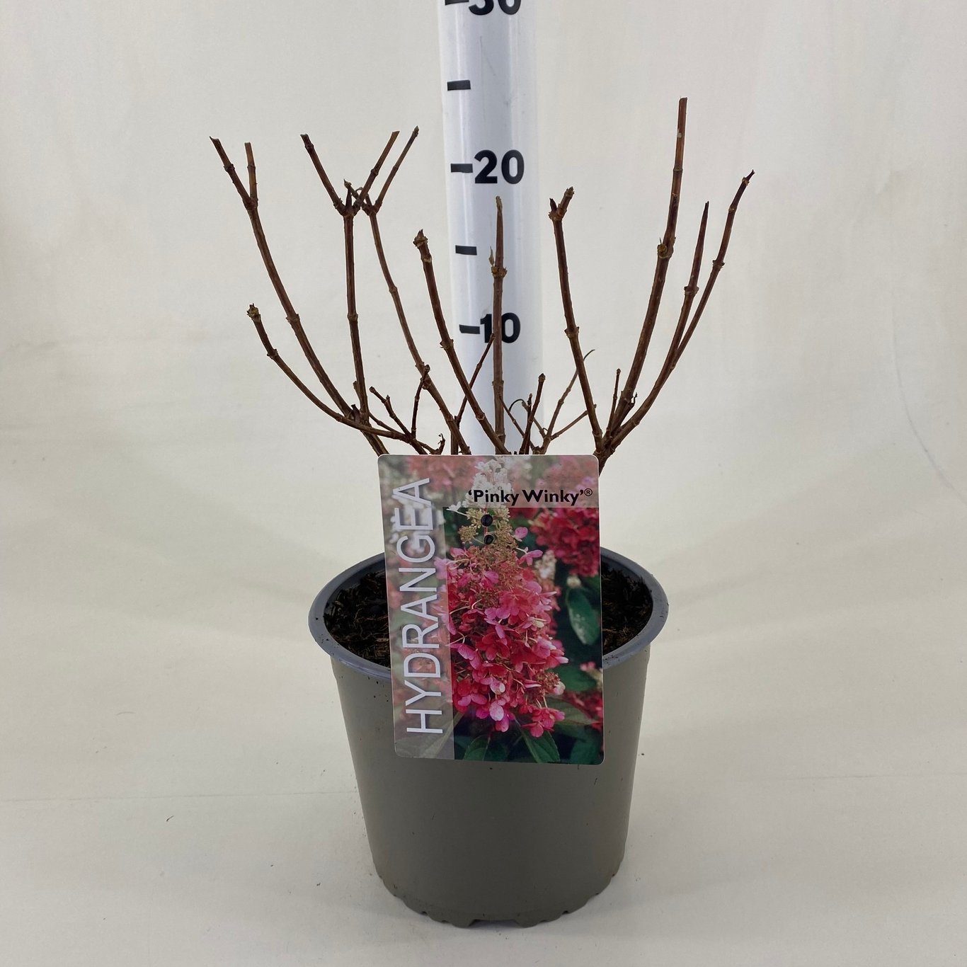 Hortensia – Hydrangea paniculata 'Pinky Winky' - C3 20-30 CM
