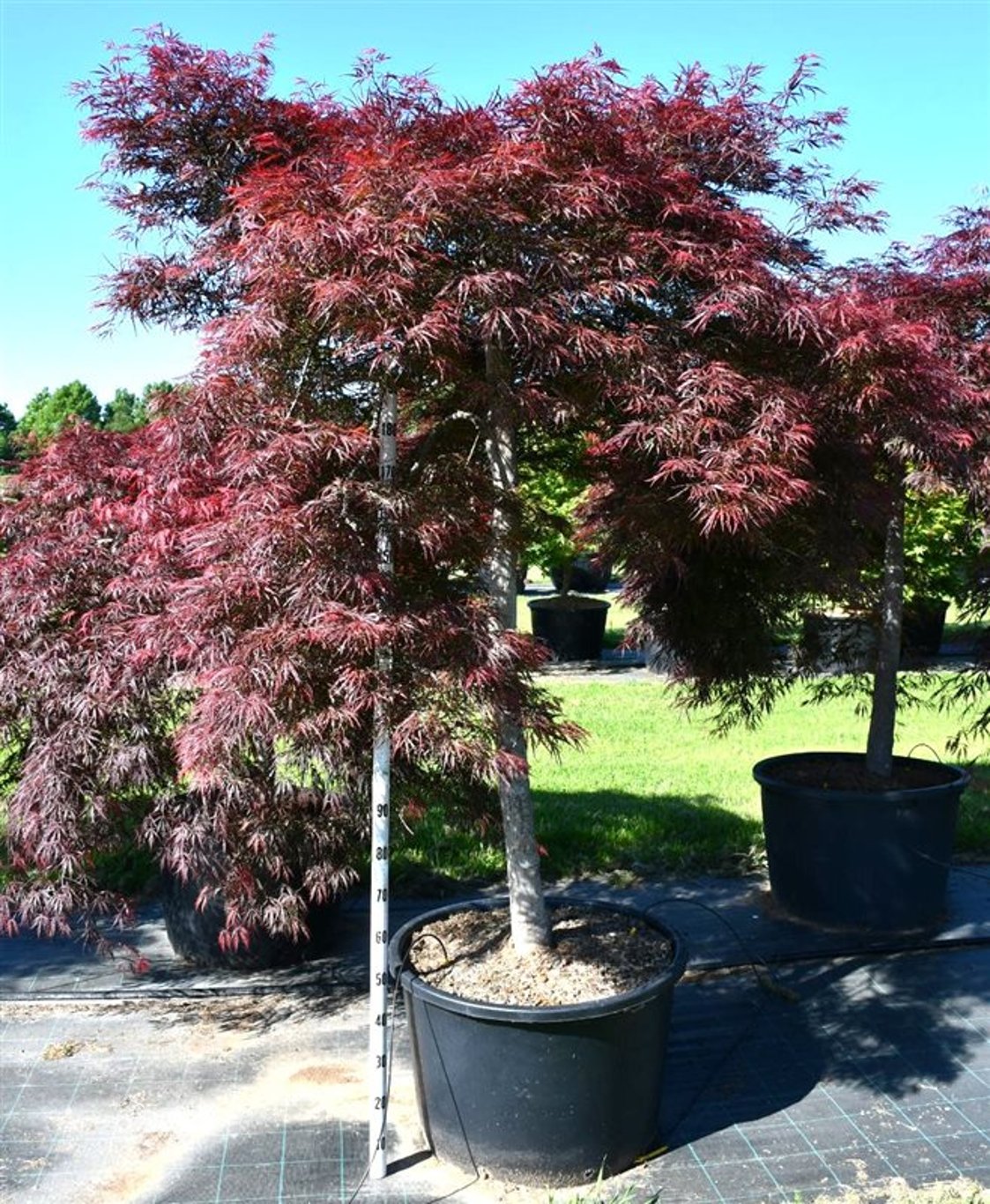 Japansk lönn – Acer palmatum &