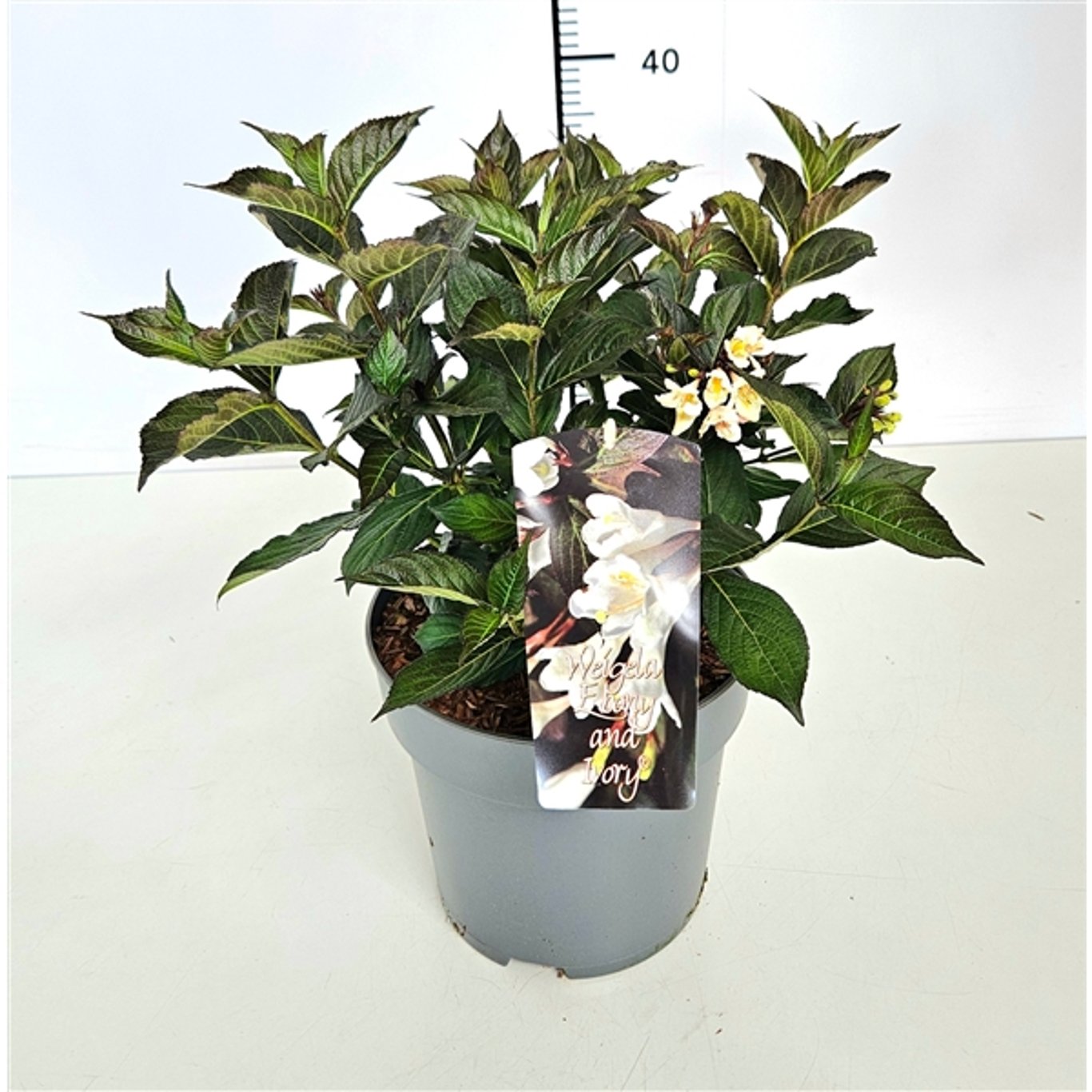 Praktweigela – Weigela 'Ebony and Ivory' - C5 30-40 CM