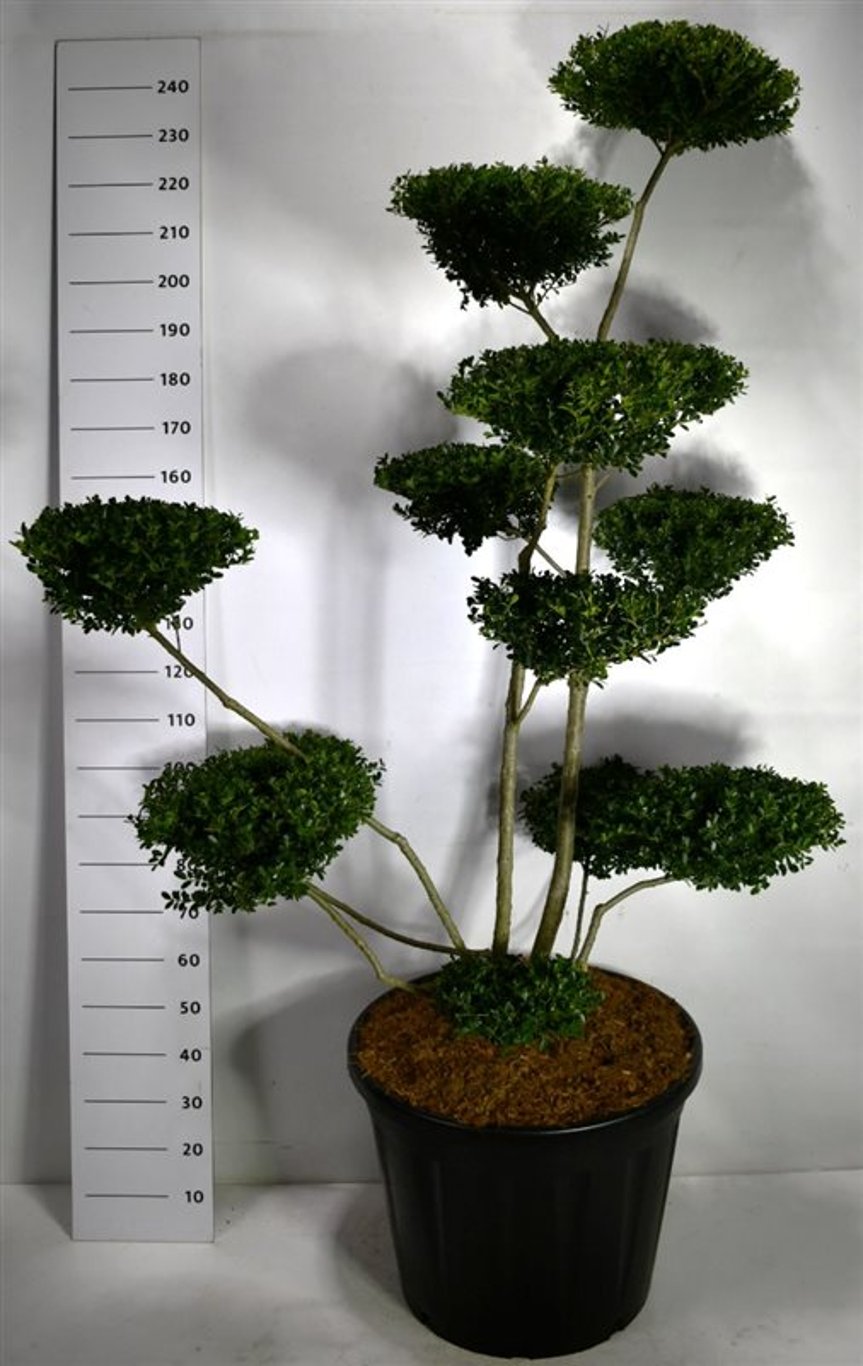 Japansk järnek – Ilex crenata &