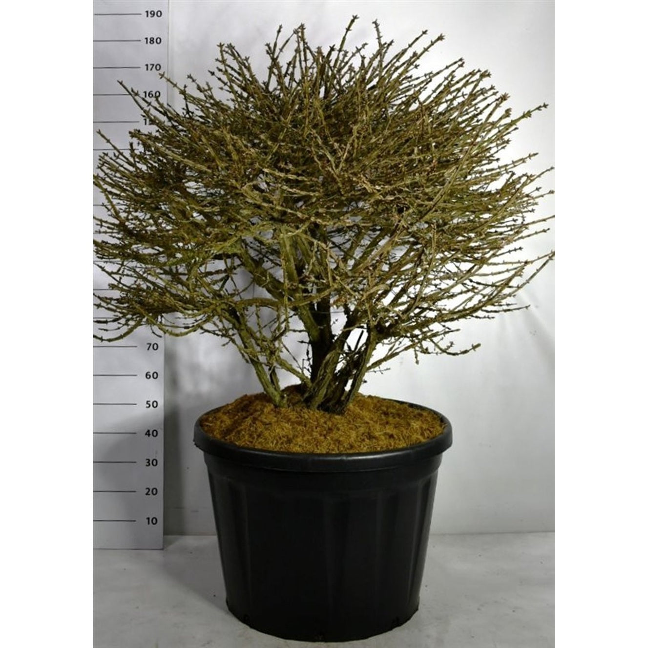 Vingbenved – Euonymus alatus - C180 125-150 cm. Bol