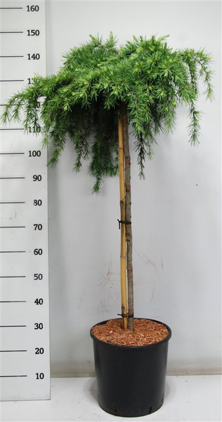 Himalayaceder – Cedrus deodara &