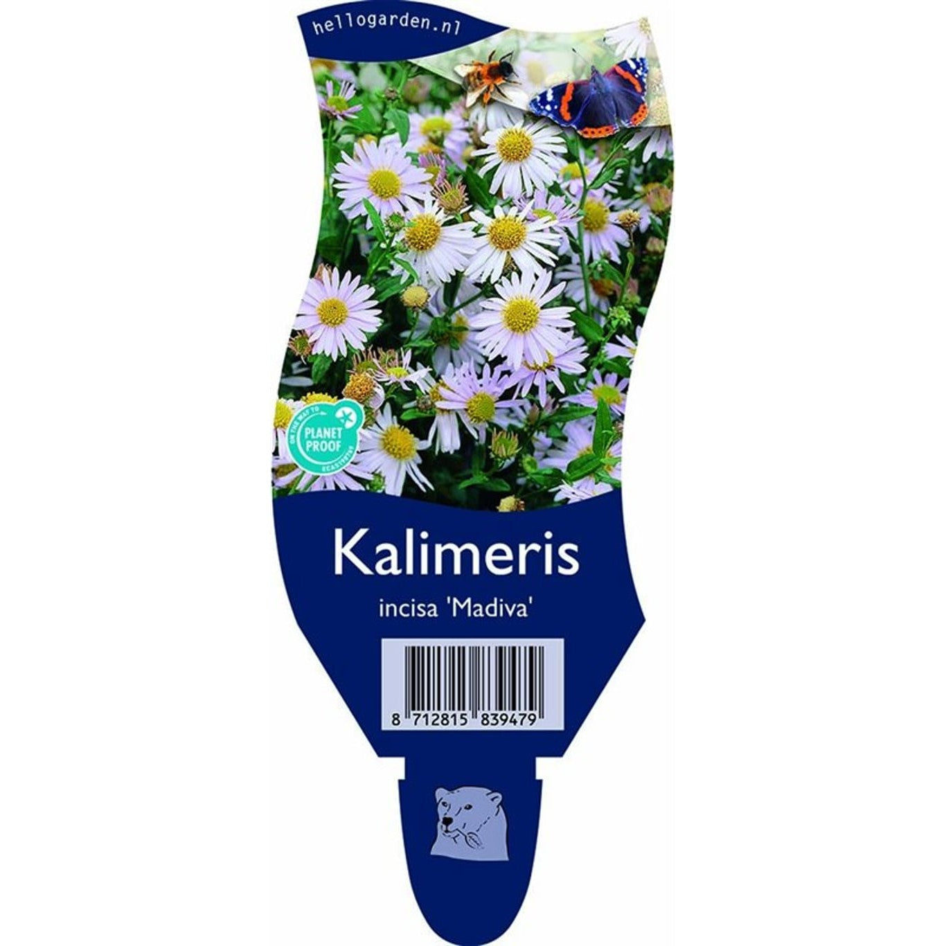 Kalimeris – Kalimeris incisa 'Madiva' - P11