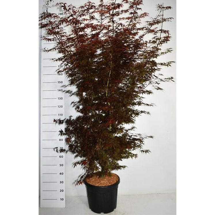 Japansk lönn – Acer palmatum 'Skeeter's Broom' - C35 200-225 cm.