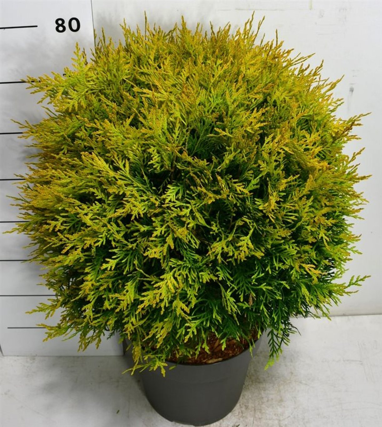 Thuja – Thuja occidentalis 'Golden Globe' - C12 60-70 cm.