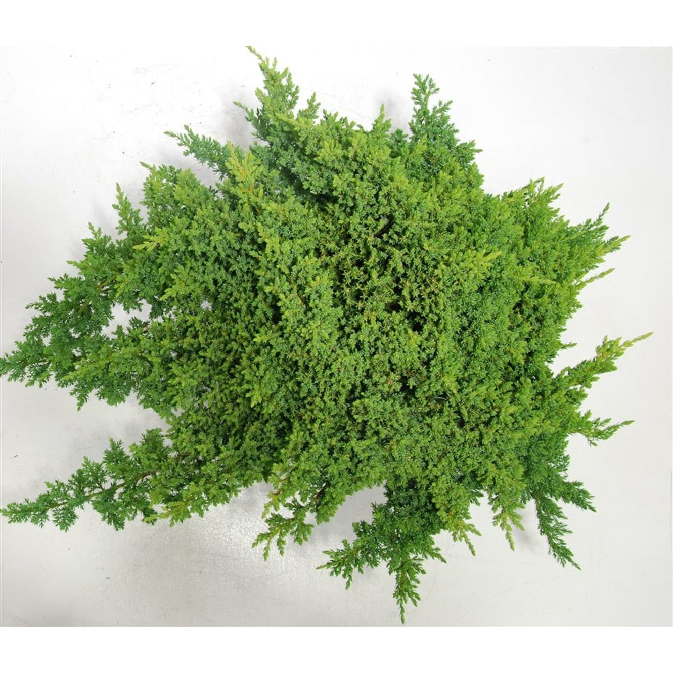 Kryp-en – Juniperus procumbens 'Nana' - C12 50-60 CM