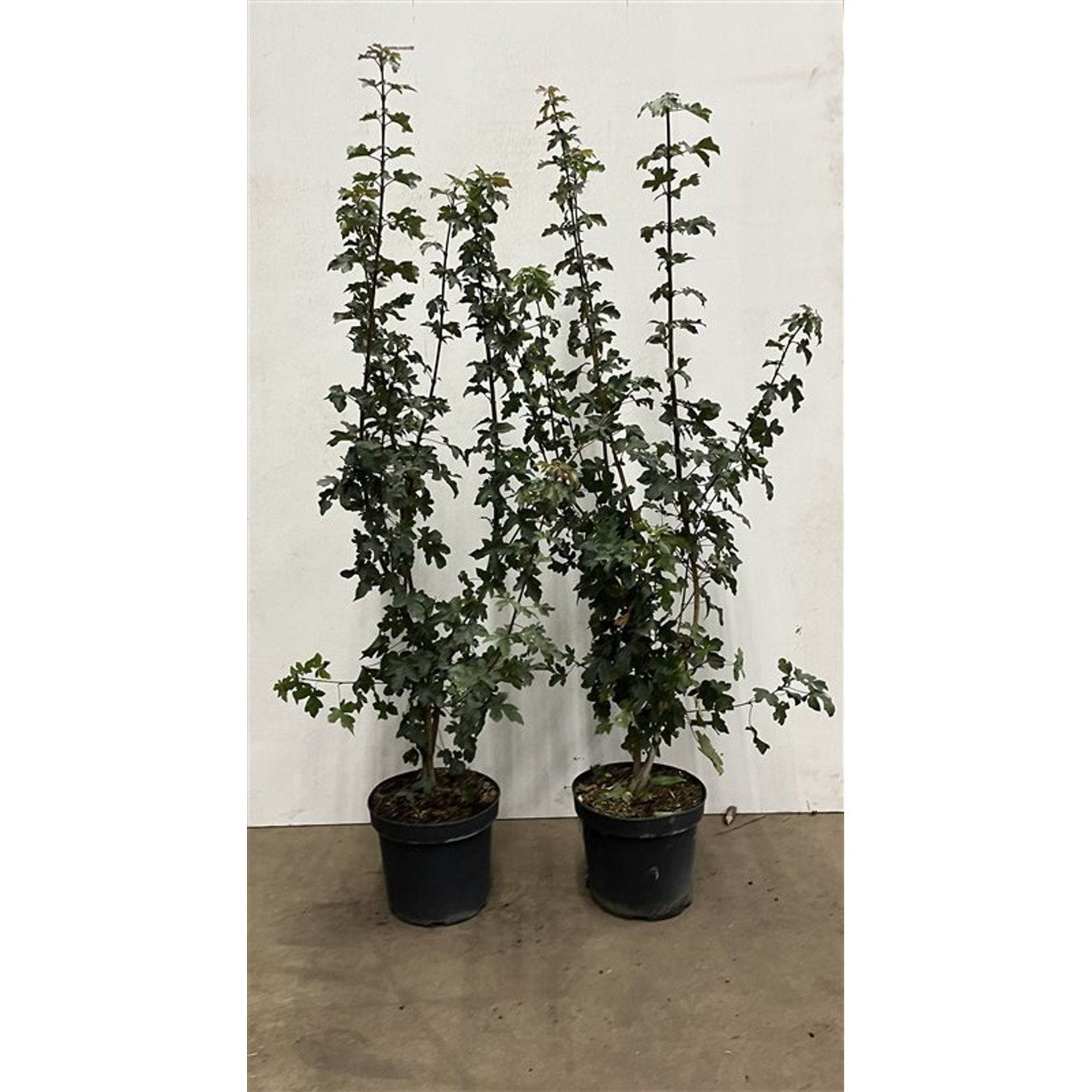 Fältlönn – Acer campestre - C7,5 100-125 CM